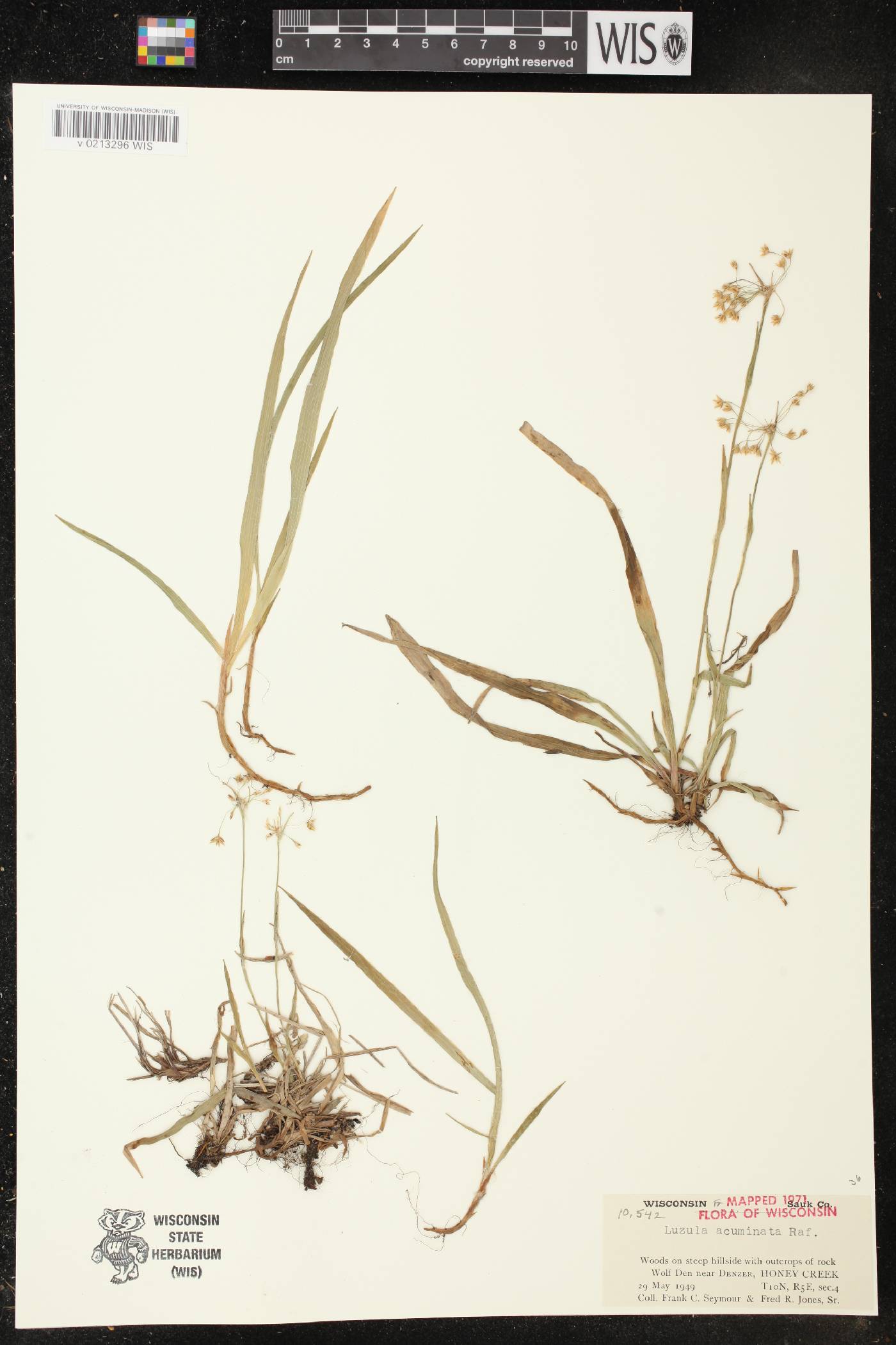 Luzula acuminata image