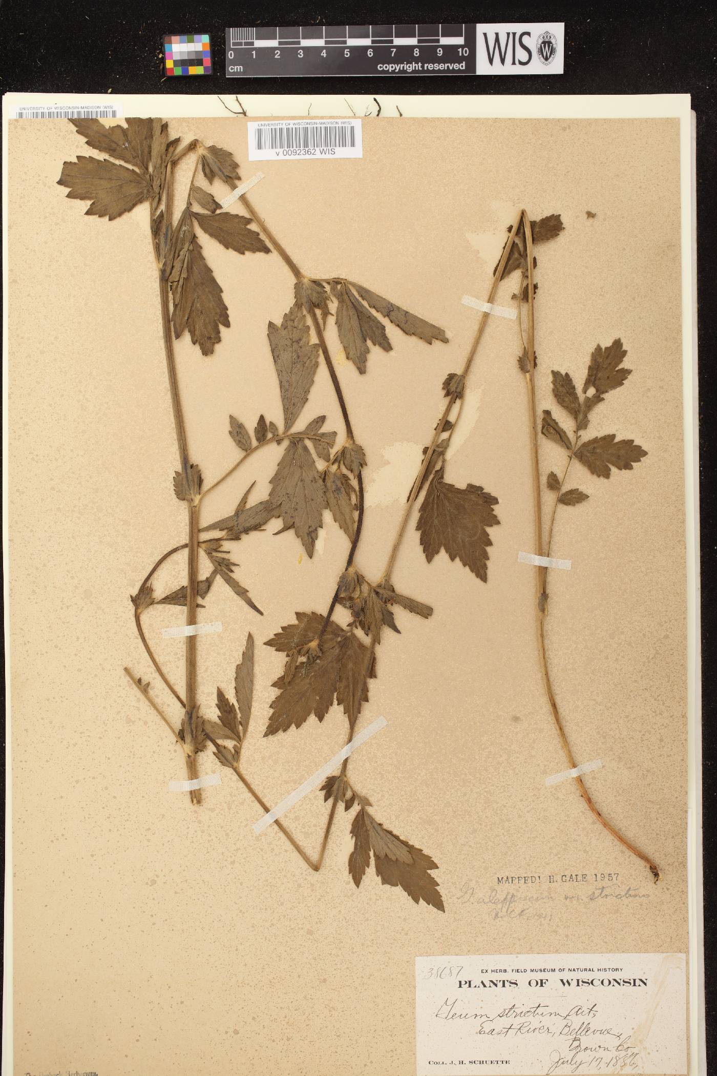 Geum aleppicum image