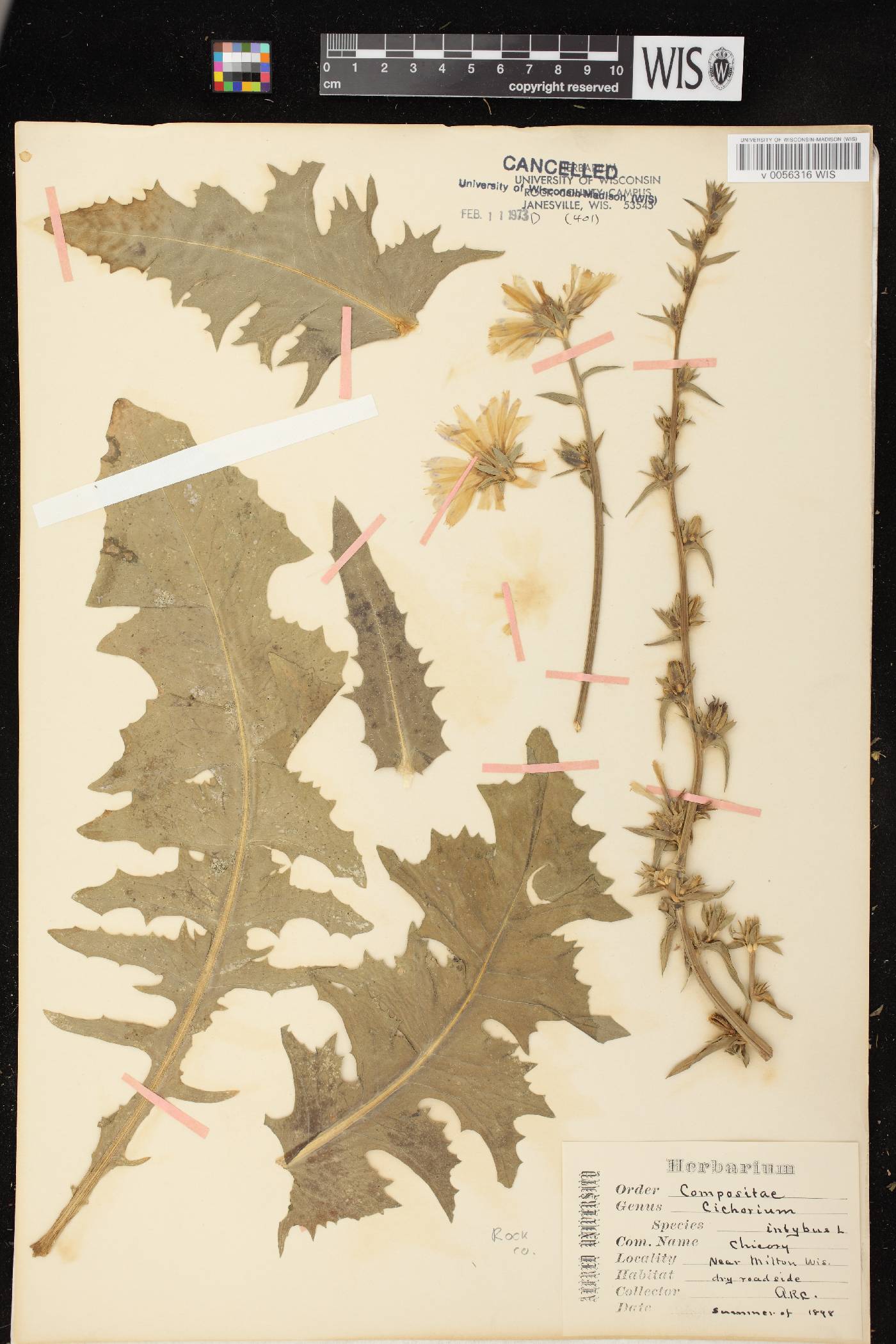Cichorium intybus image