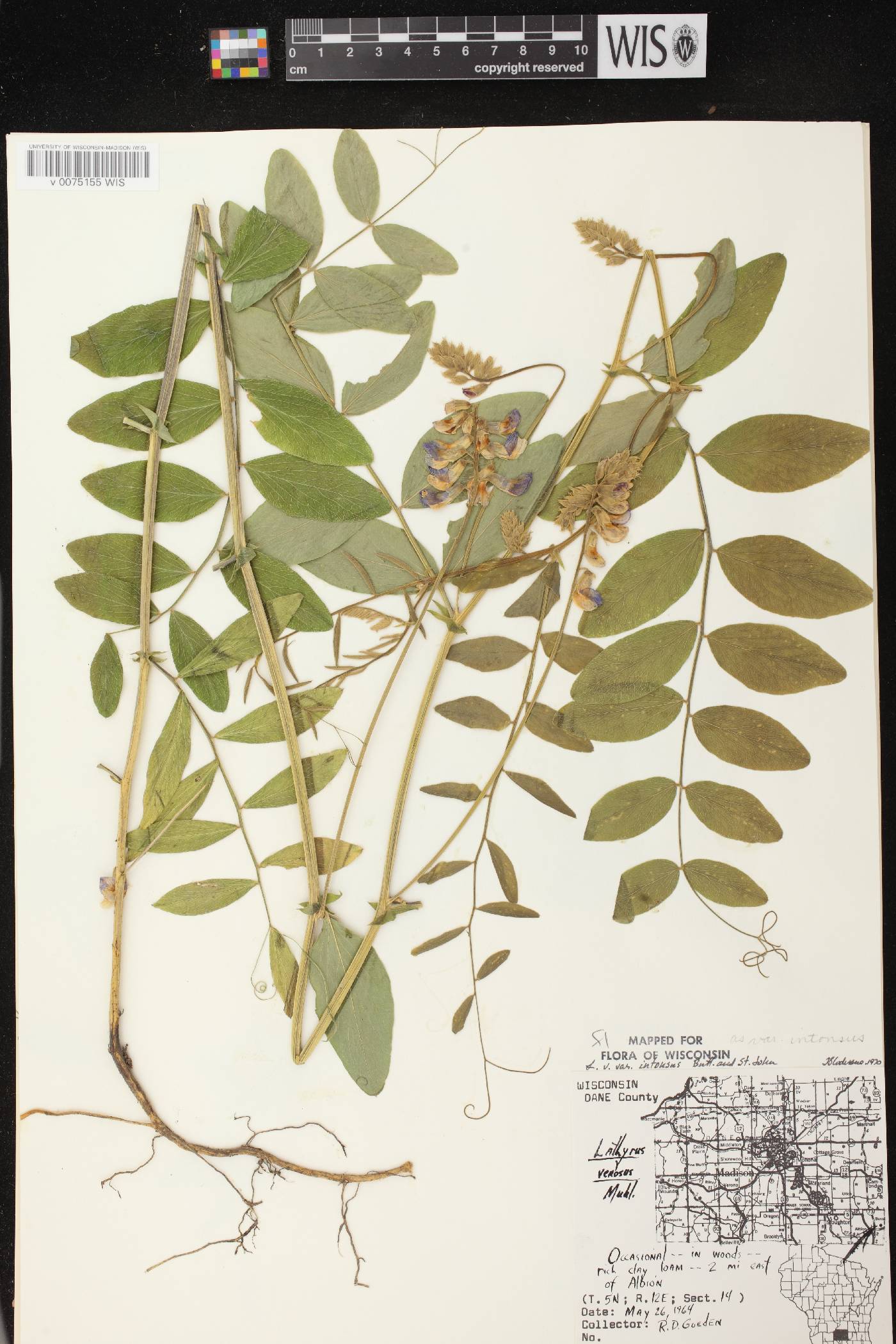 Lathyrus venosus image