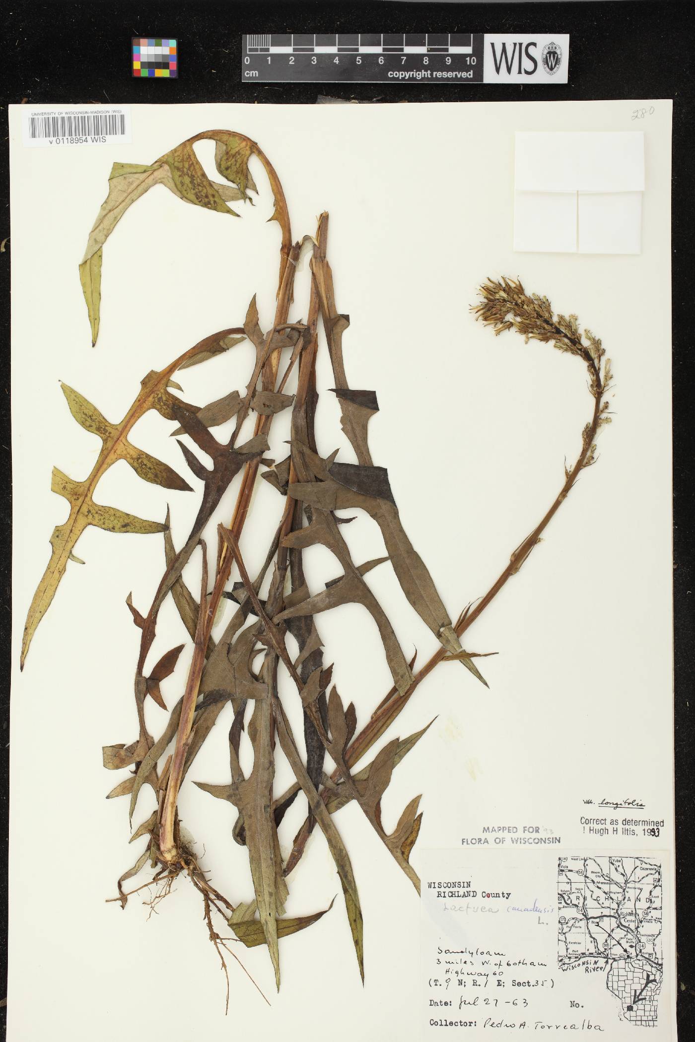 Lactuca canadensis image