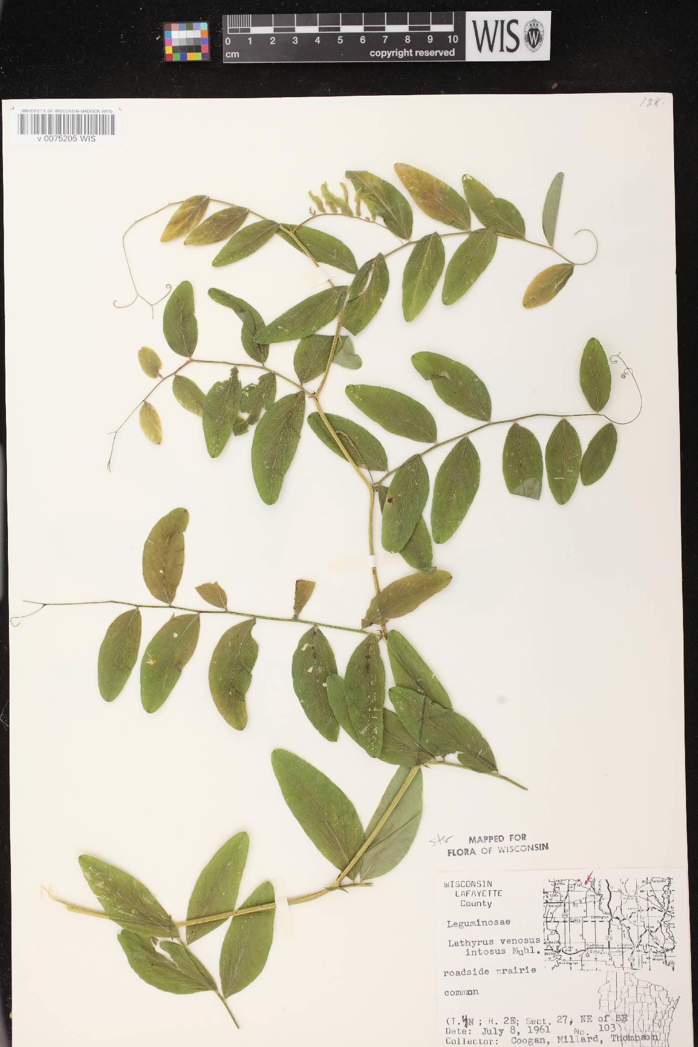 Lathyrus venosus image