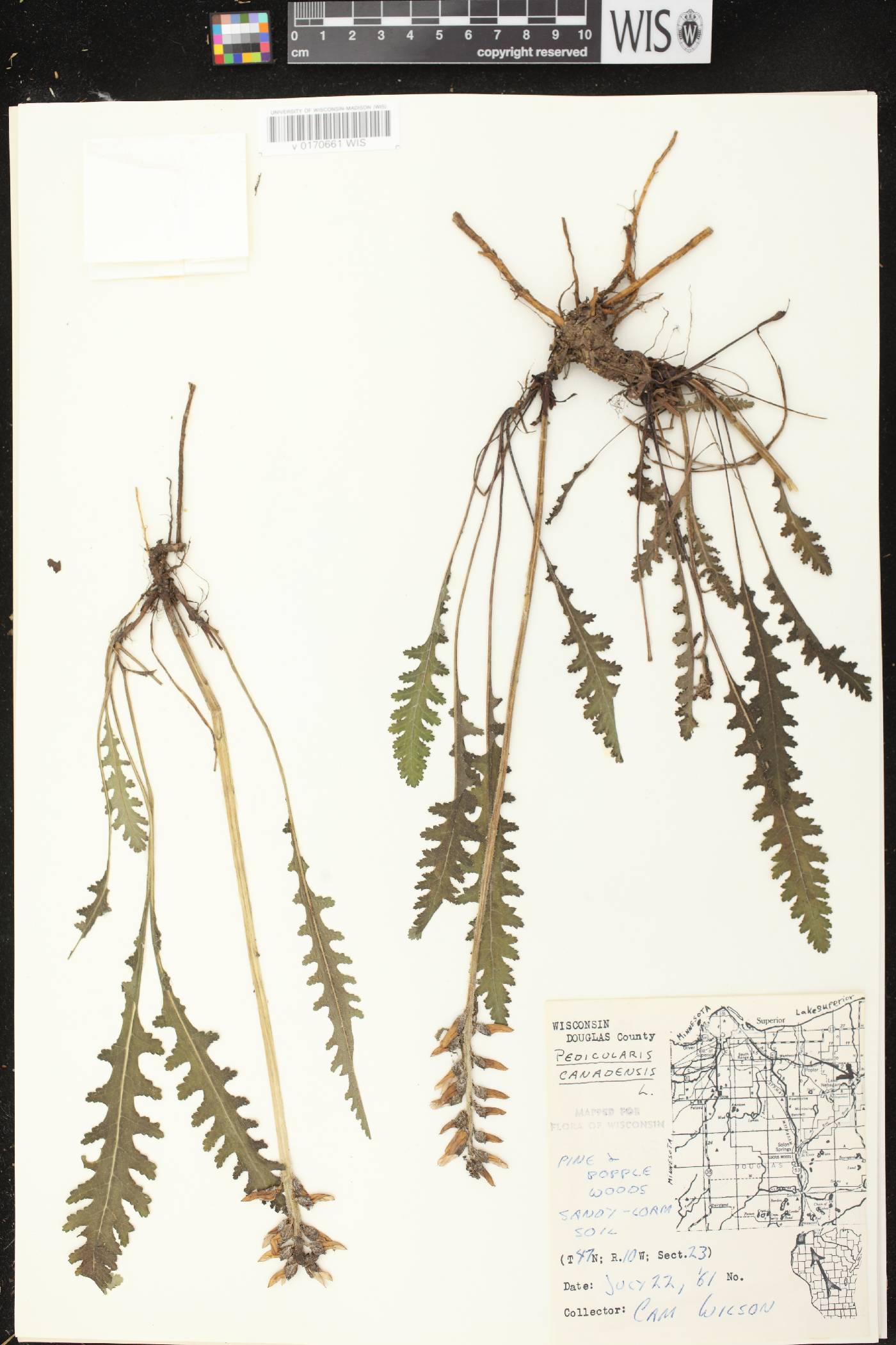 Pedicularis canadensis subsp. canadensis image