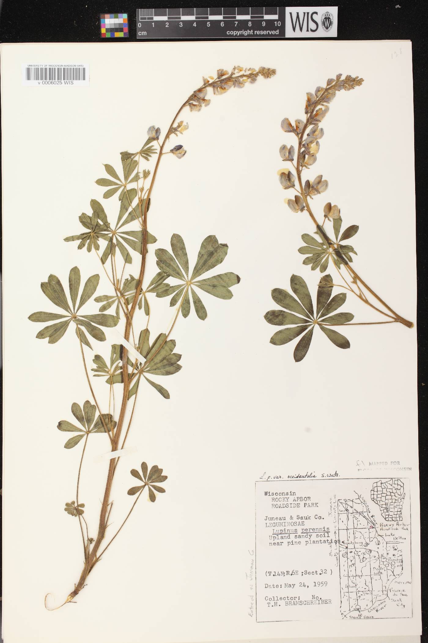 Lupinus perennis var. occidentalis image