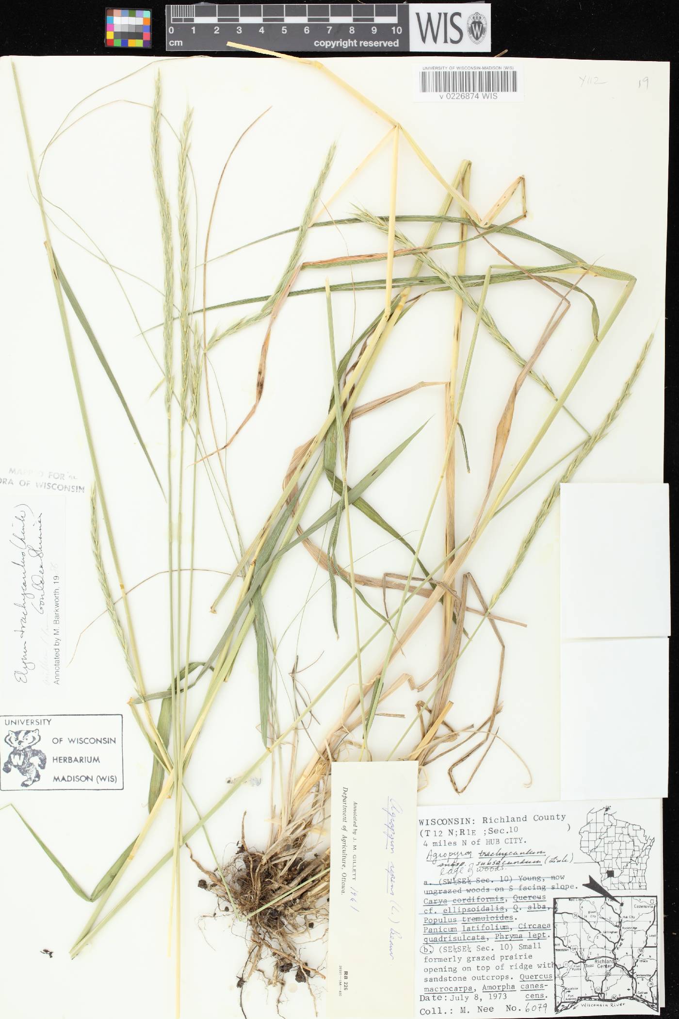 Elymus trachycaulus subsp. subsecundus image