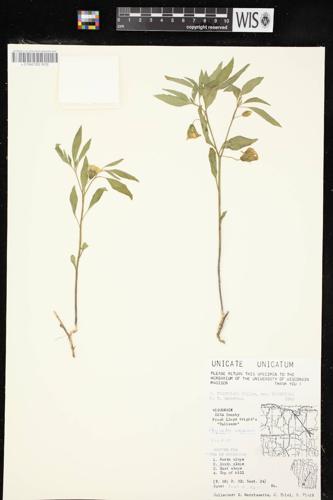 Physalis virginiana var. virginiana image
