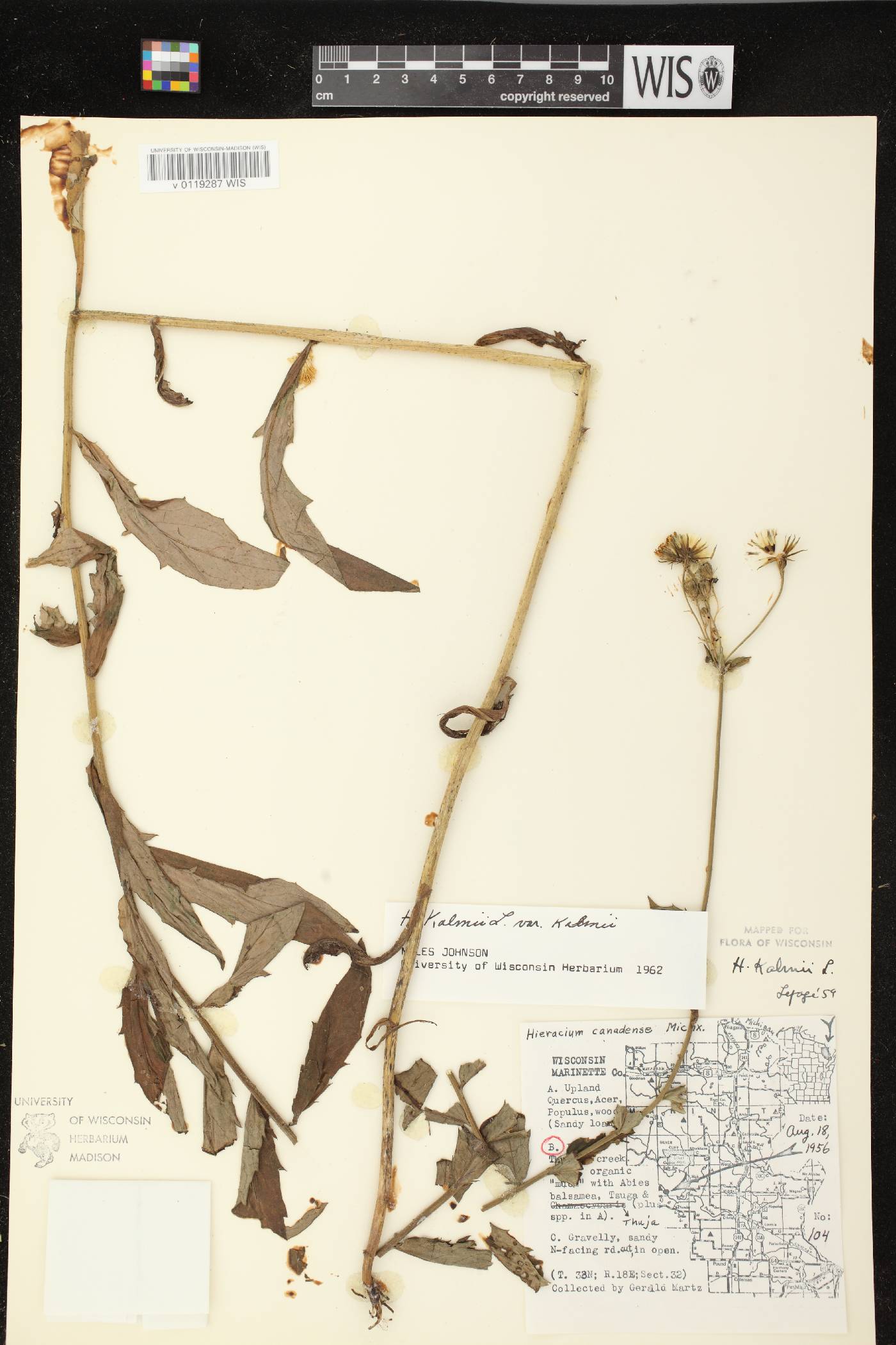 Hieracium umbellatum image