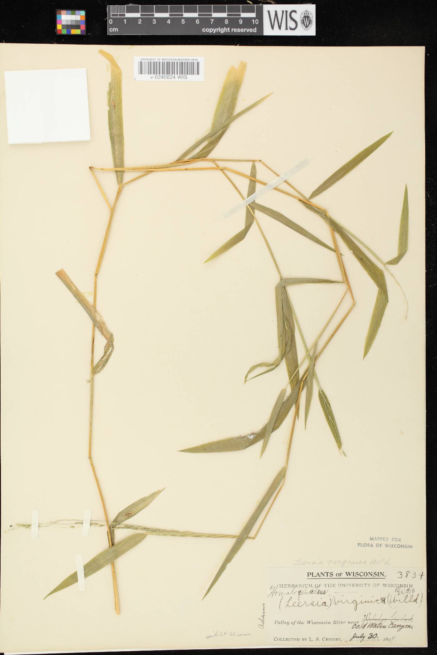 Leersia virginica image