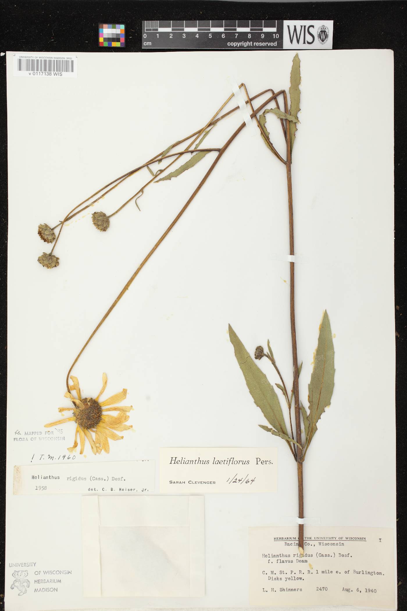 Helianthus X laetiflorus image