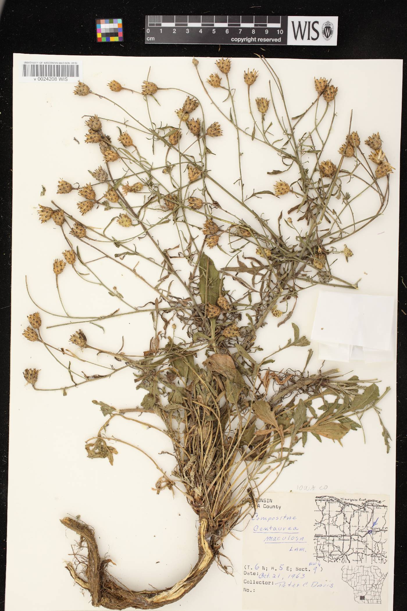 Centaurea stoebe subsp. micranthos image