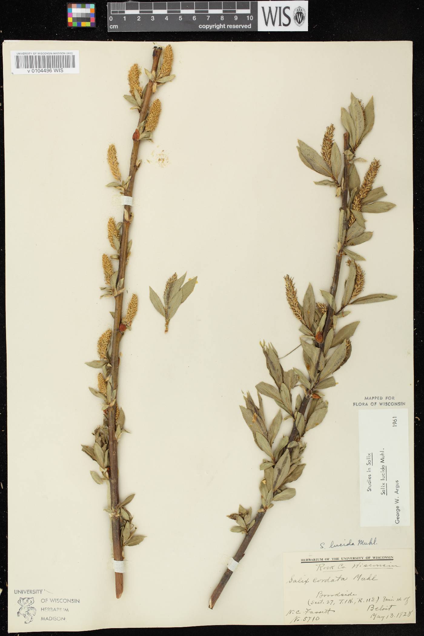 Salix lucida image