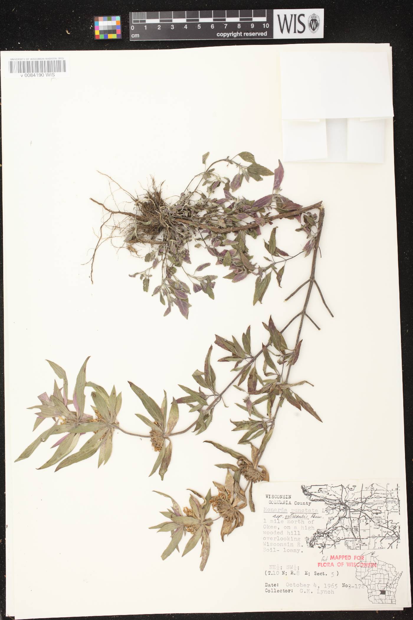 Monarda punctata image