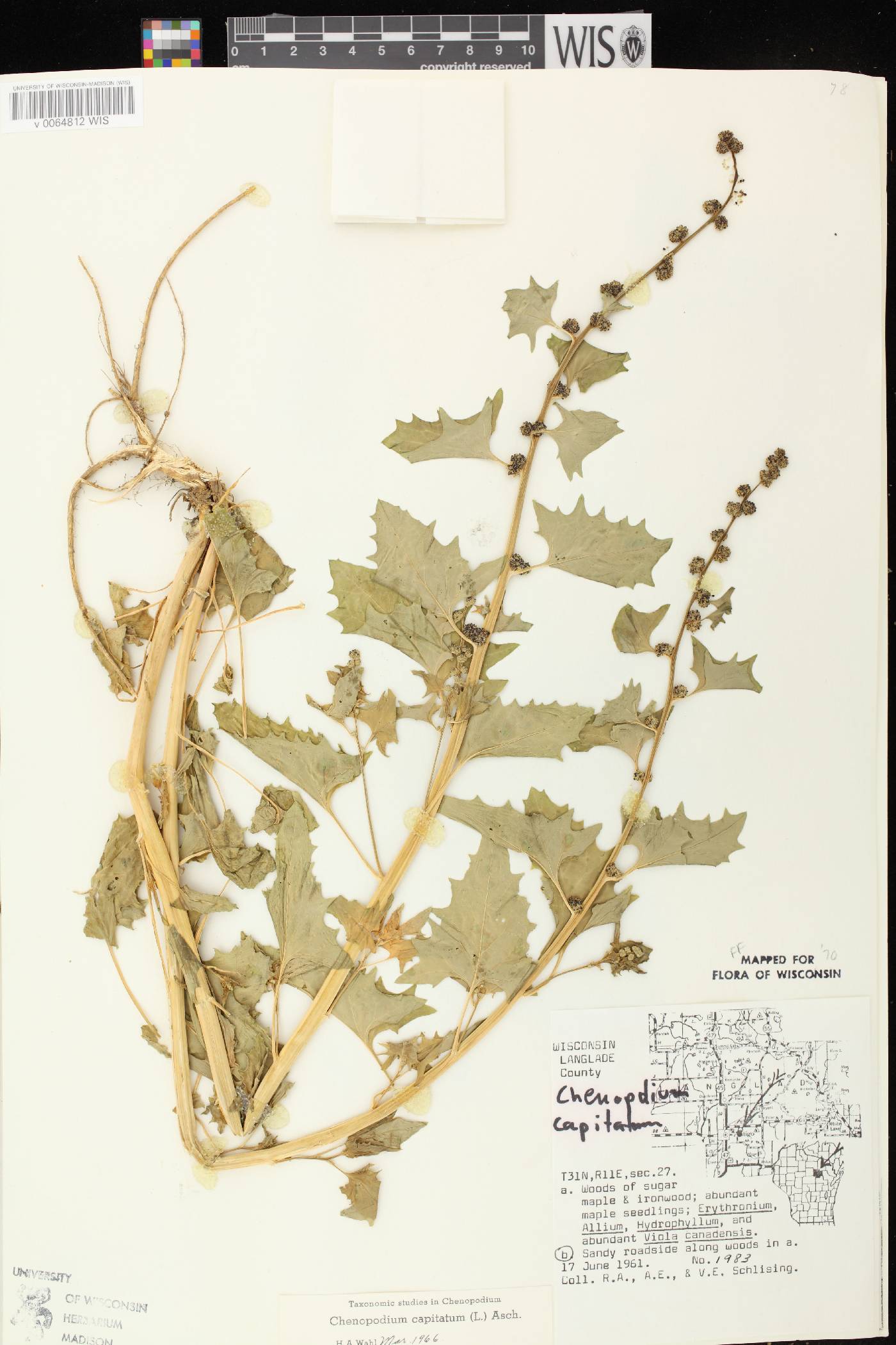 Chenopodium capitatum image