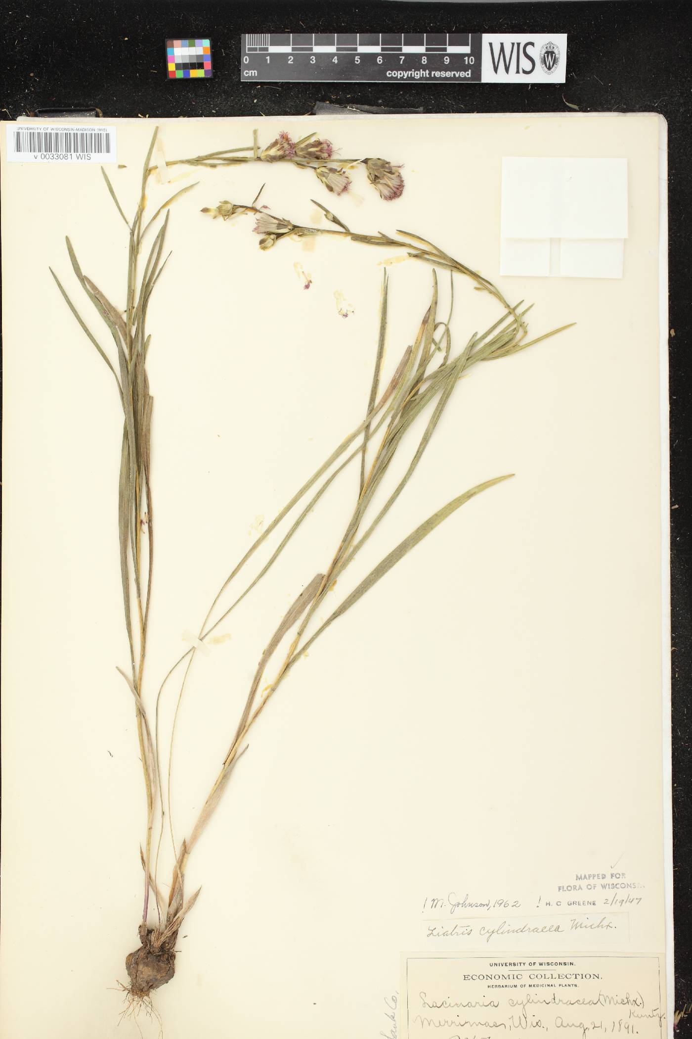 Liatris cylindracea image