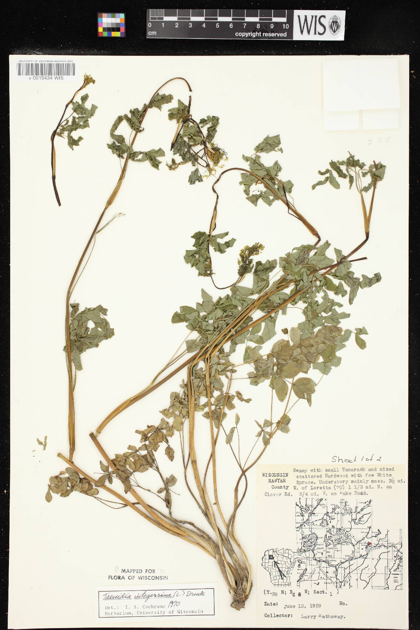 Taenidia integerrima image