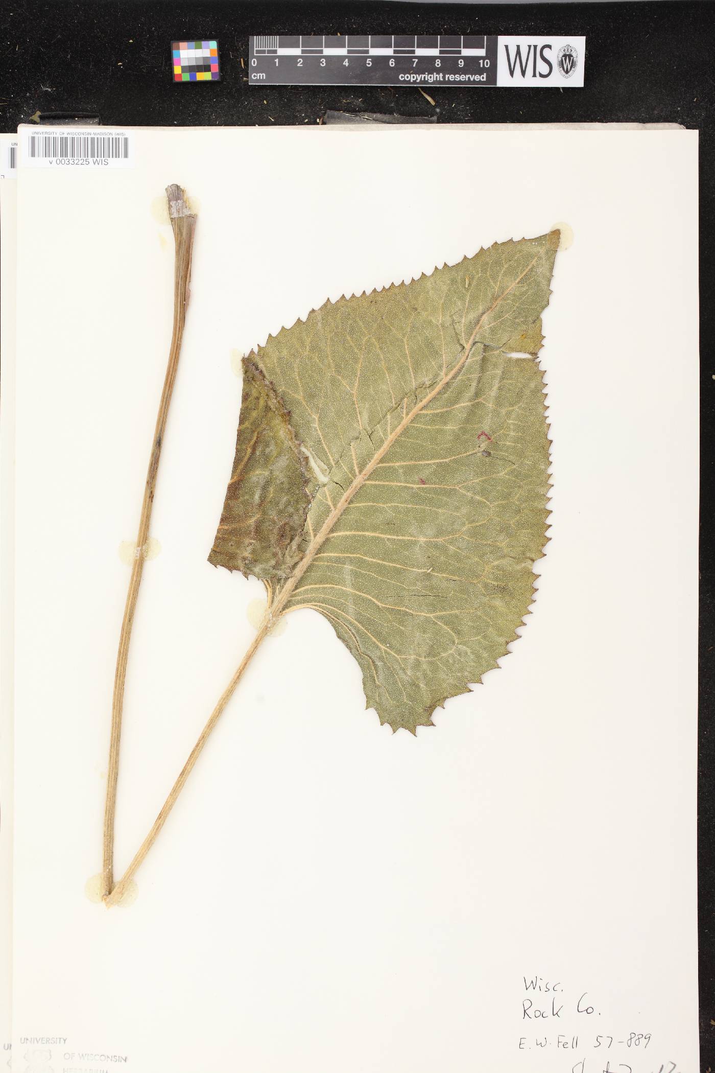 Silphium terebinthinaceum var. terebinthinaceum image