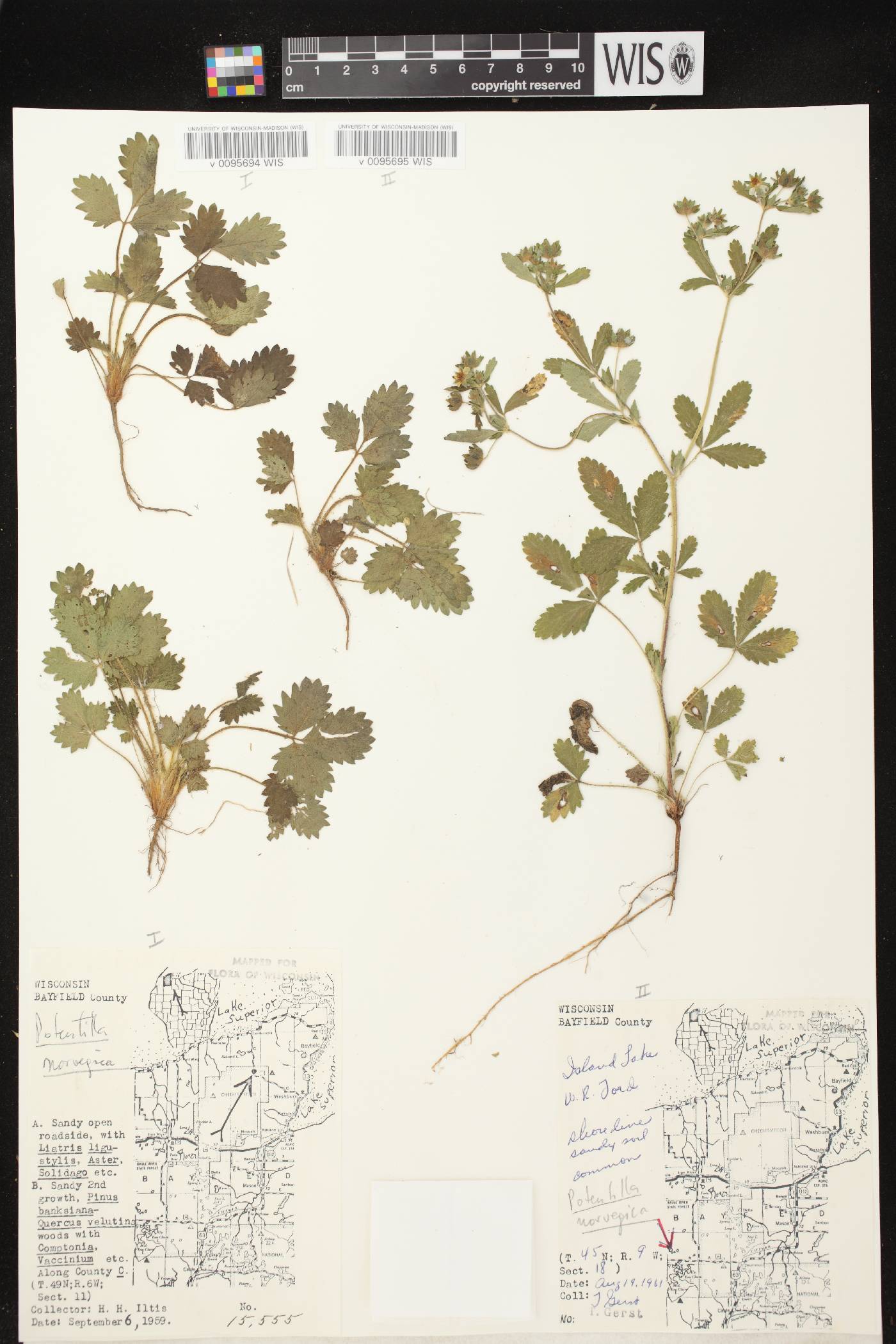 Potentilla norvegica image