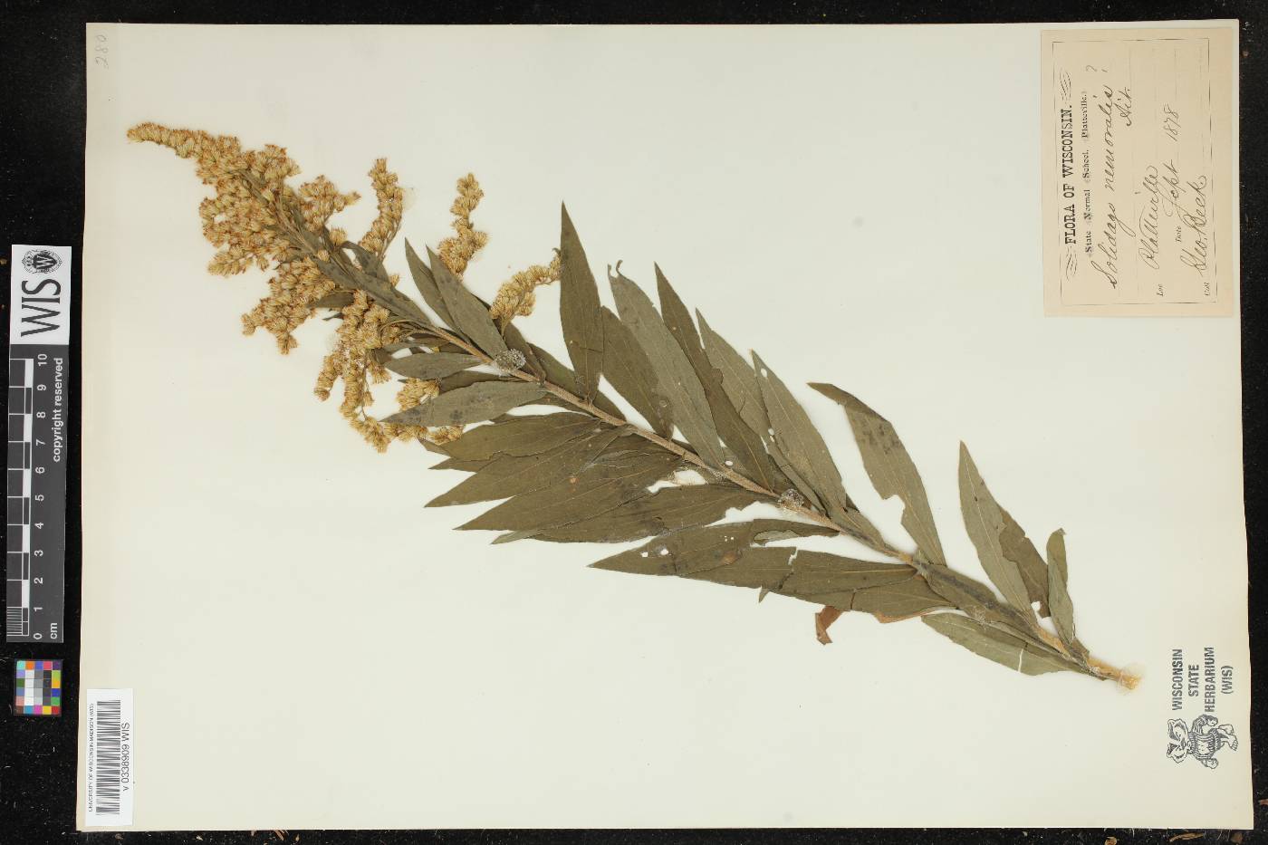 Solidago nemoralis image