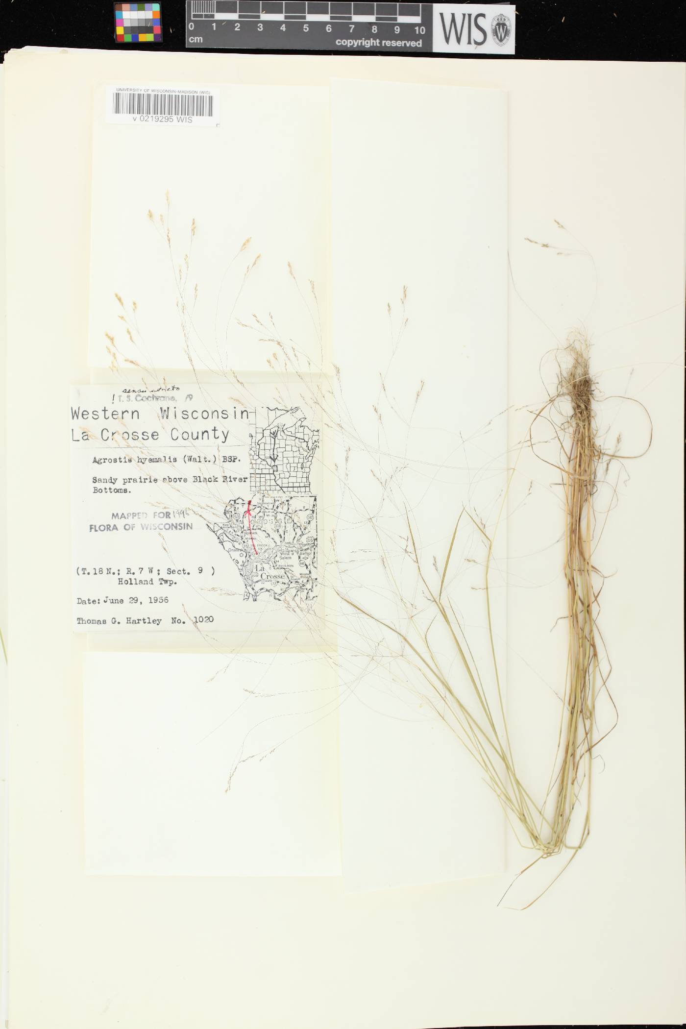 Agrostis hyemalis image