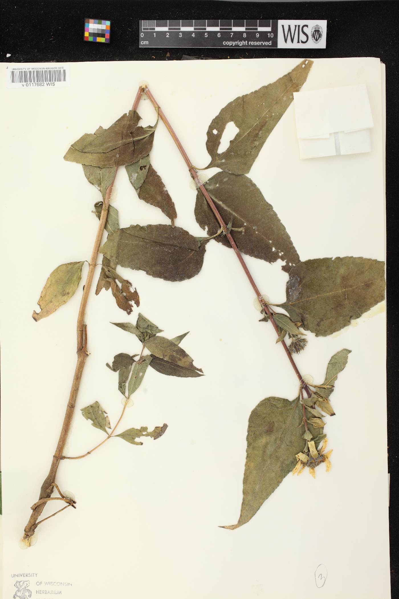 Helianthus strumosus image