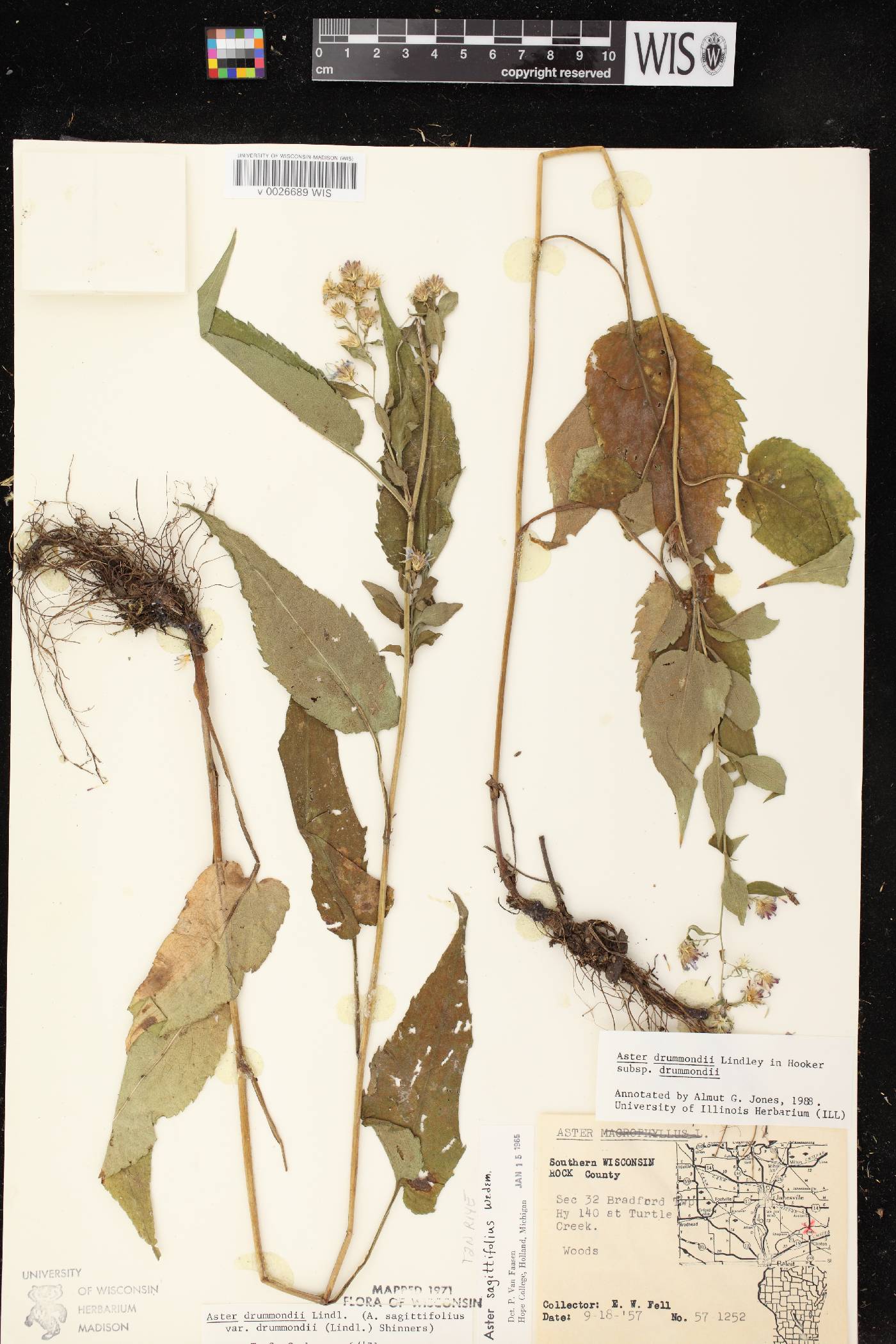Symphyotrichum drummondii var. drummondii image