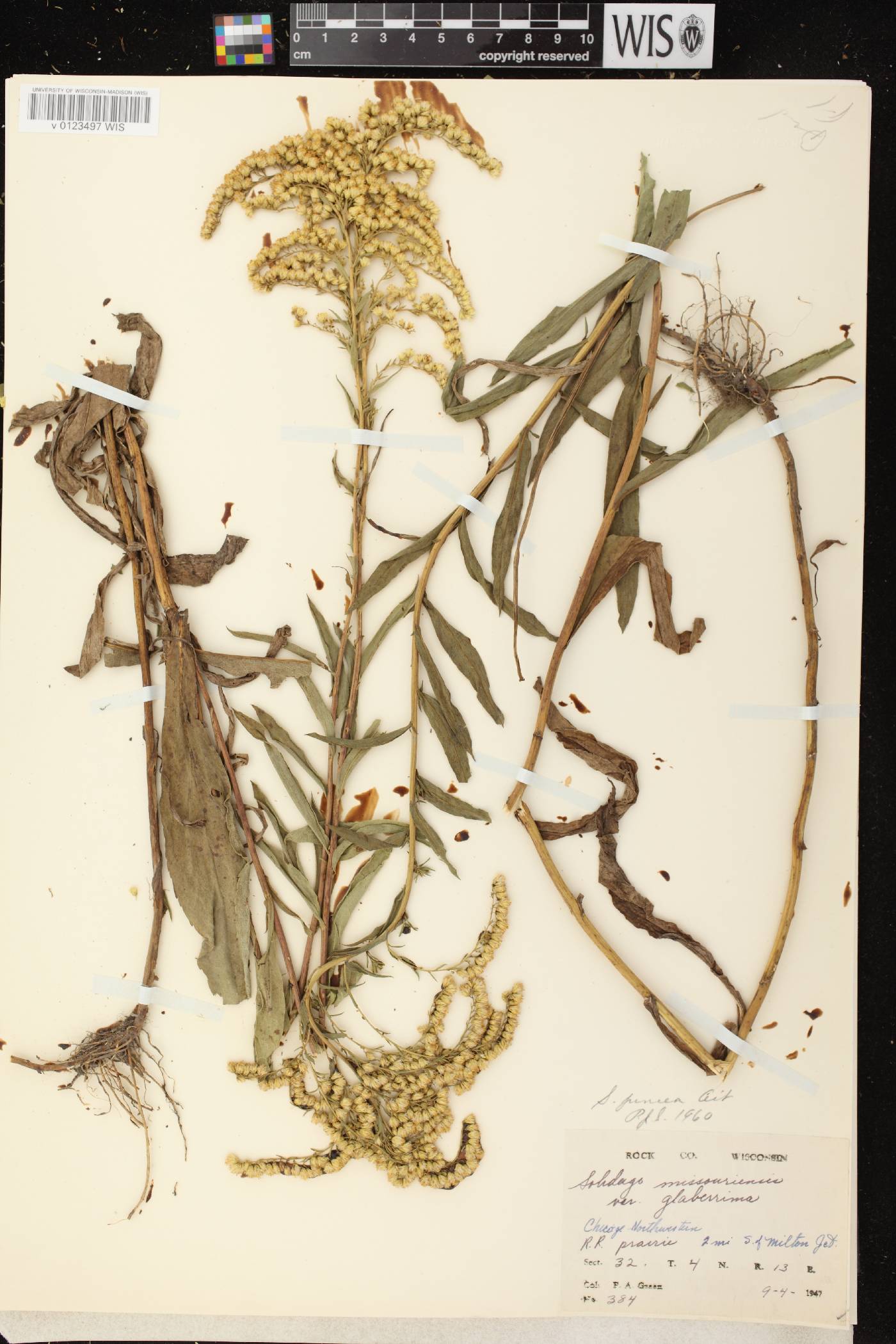 Solidago juncea image