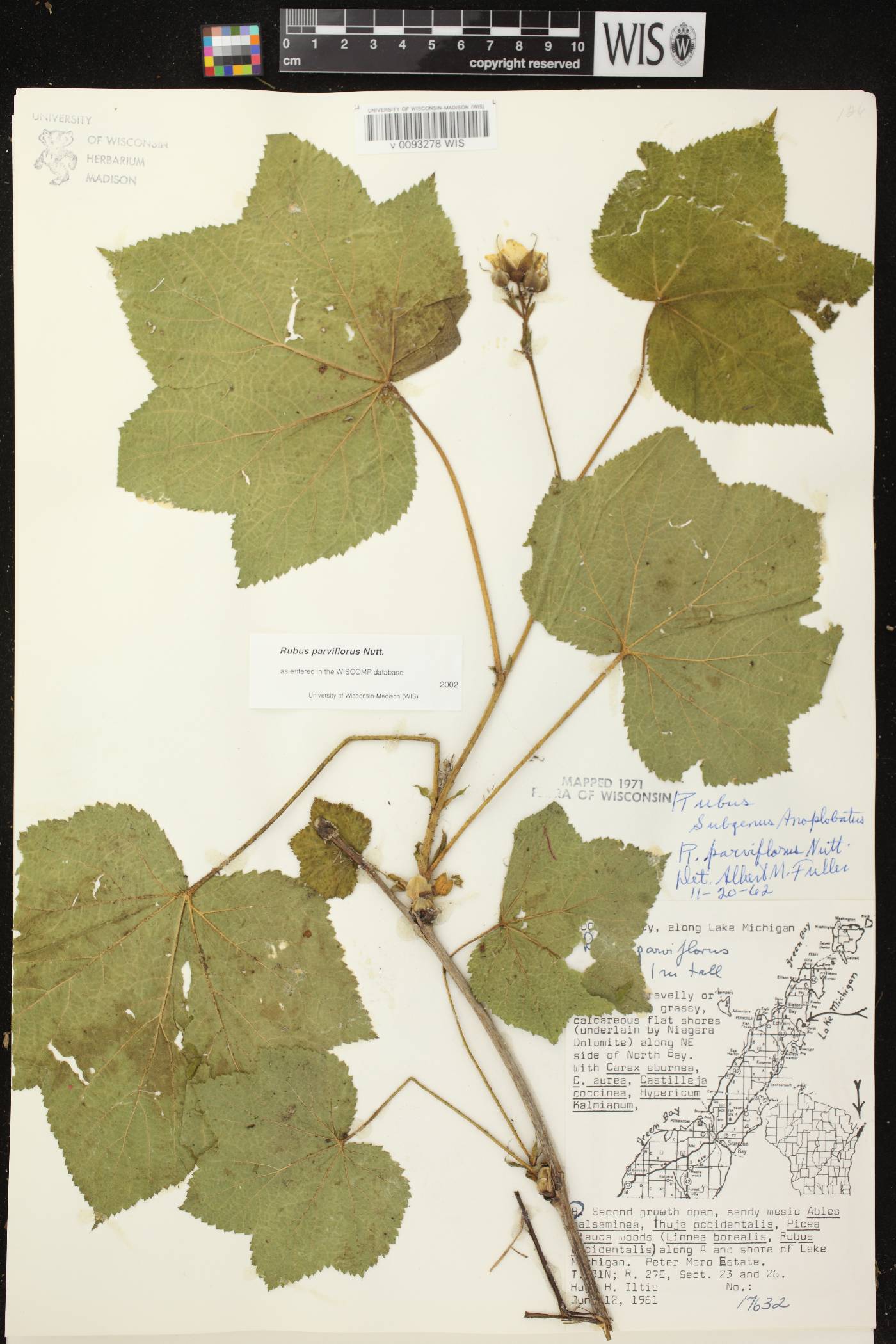 Rubus parviflorus image