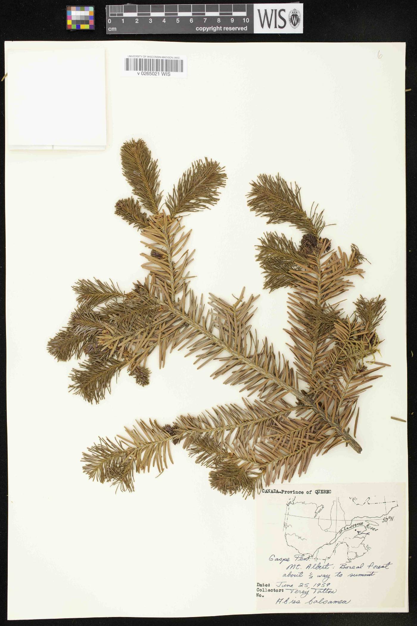 Abies balsamea image