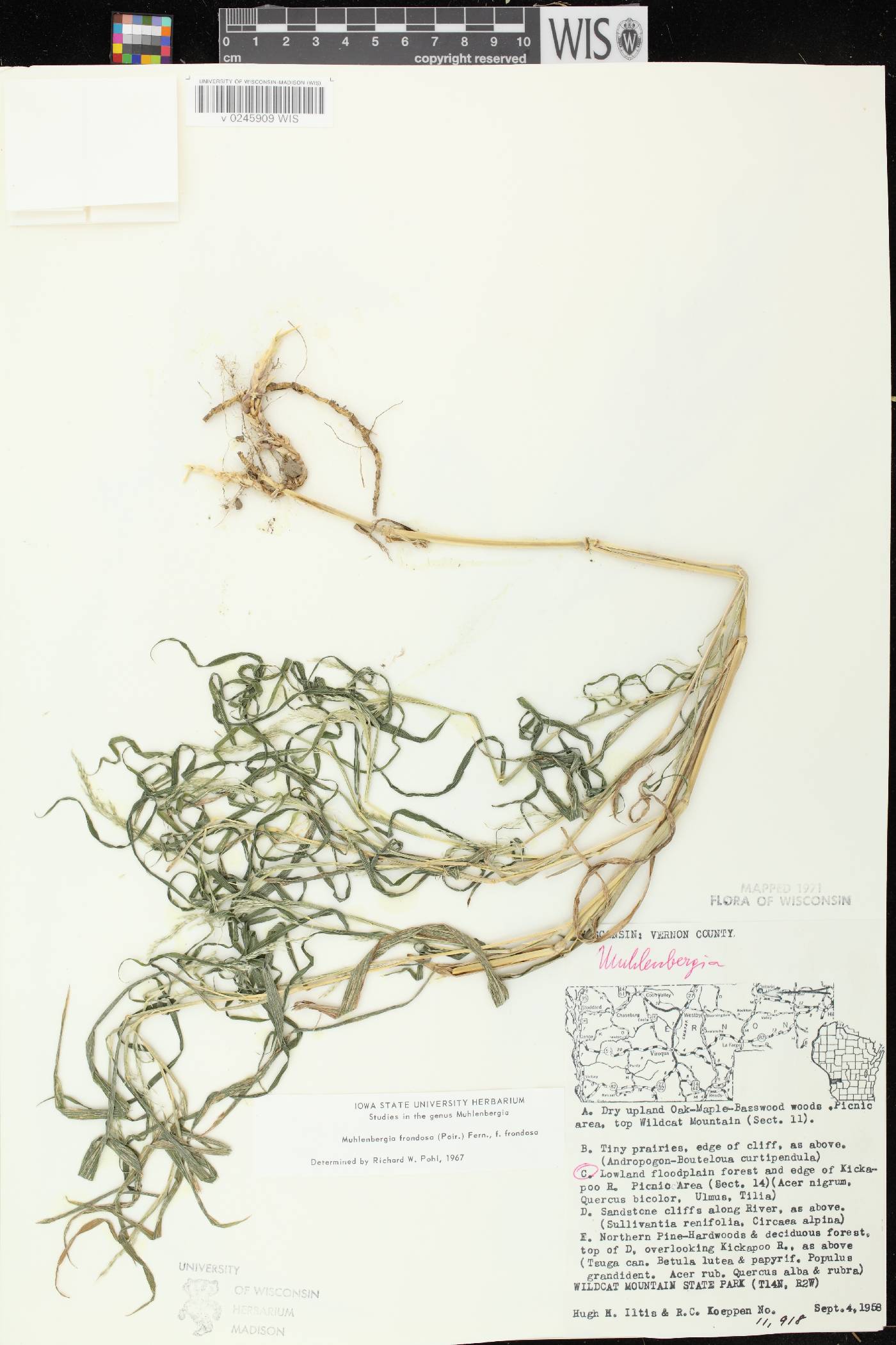 Muhlenbergia frondosa image