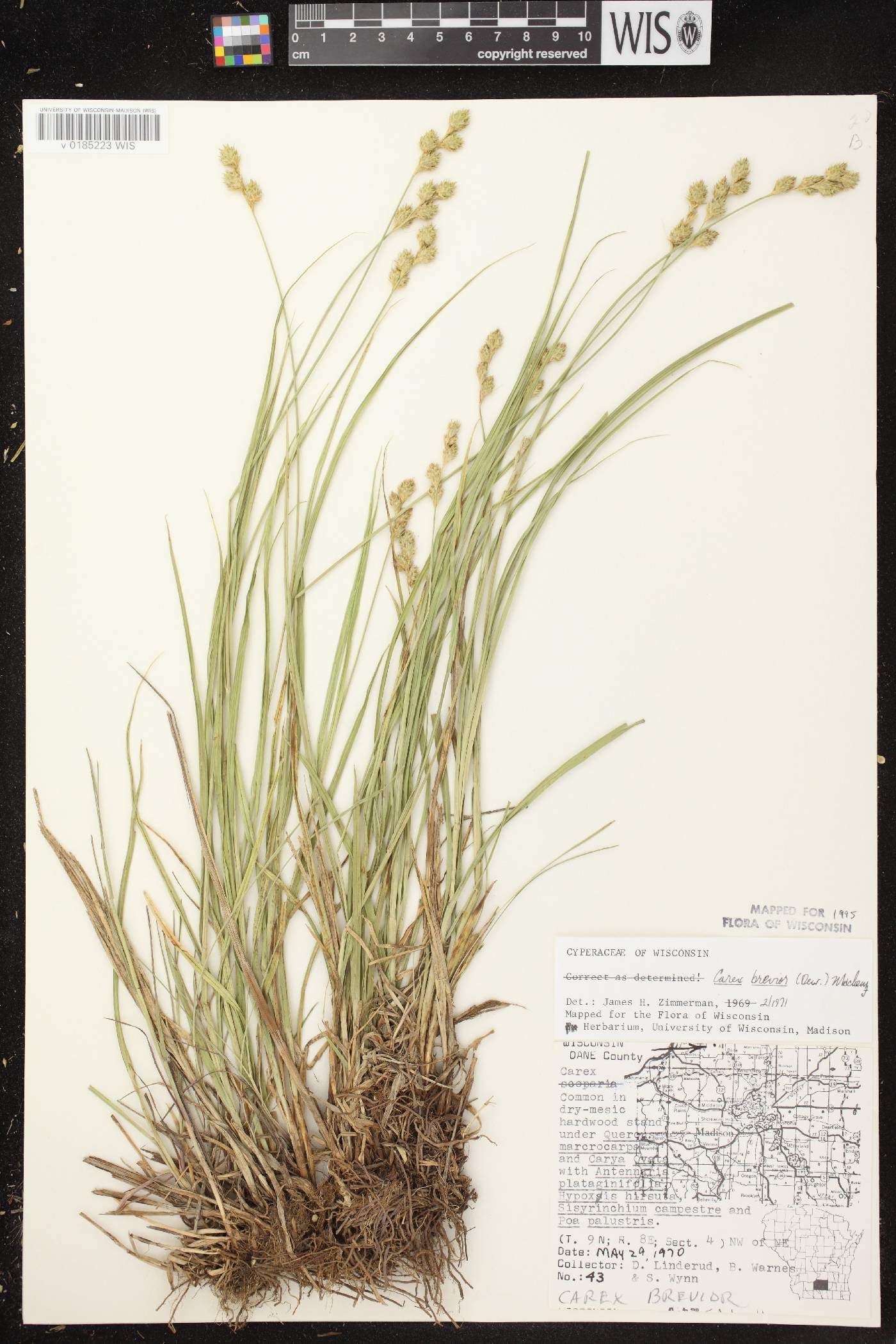 Carex brevior image