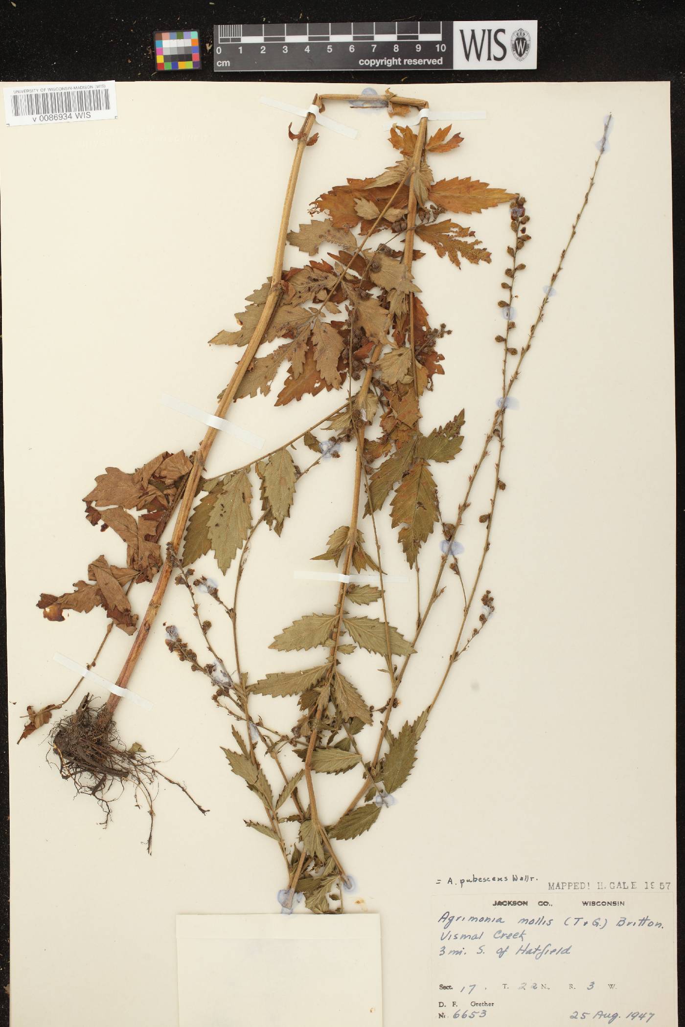Agrimonia pubescens image