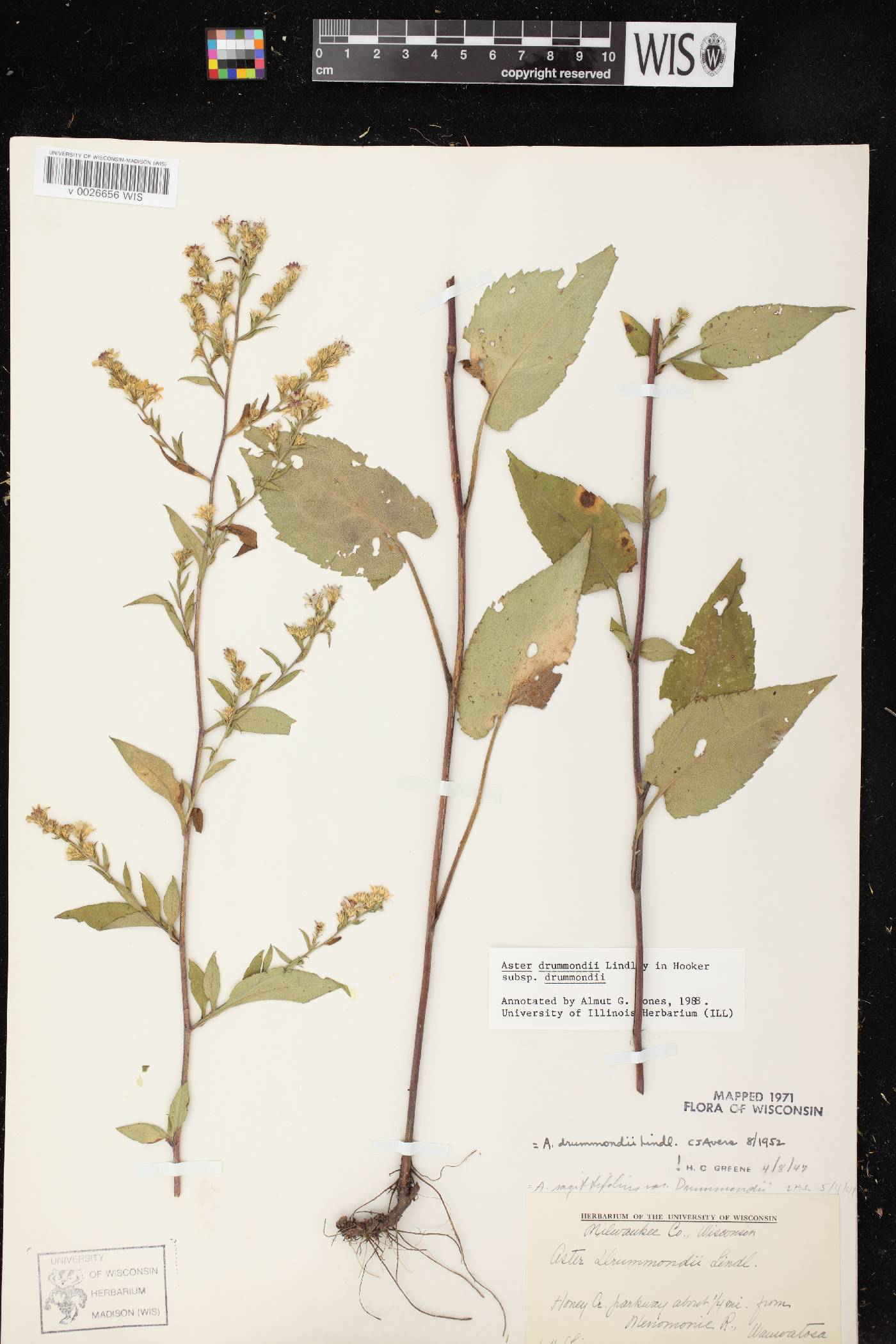 Symphyotrichum drummondii var. drummondii image