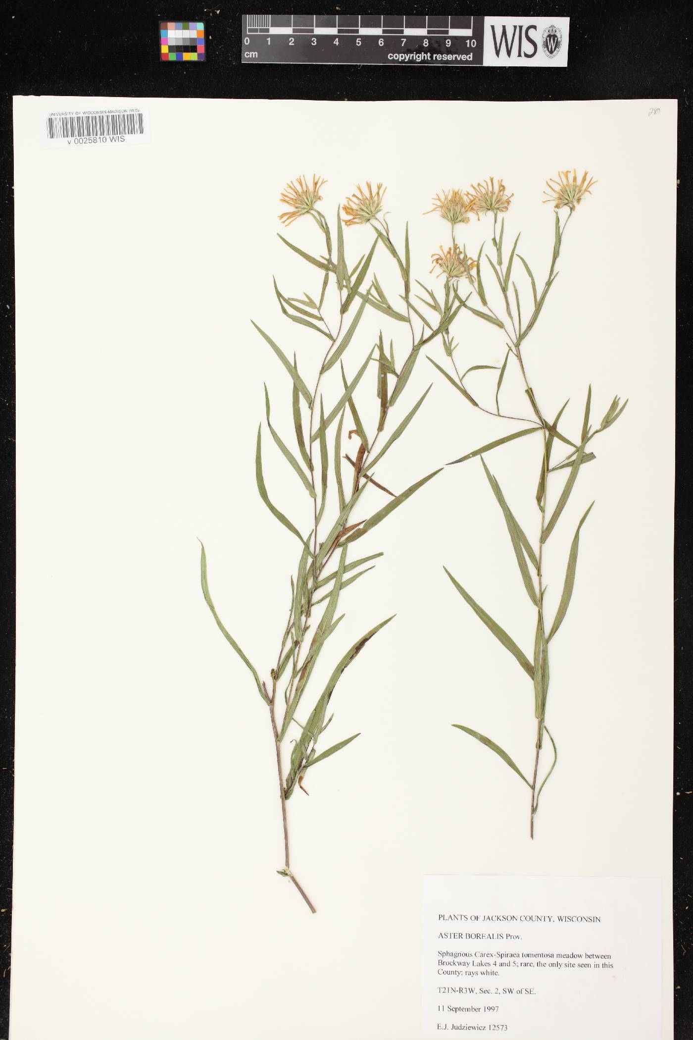 Symphyotrichum boreale image