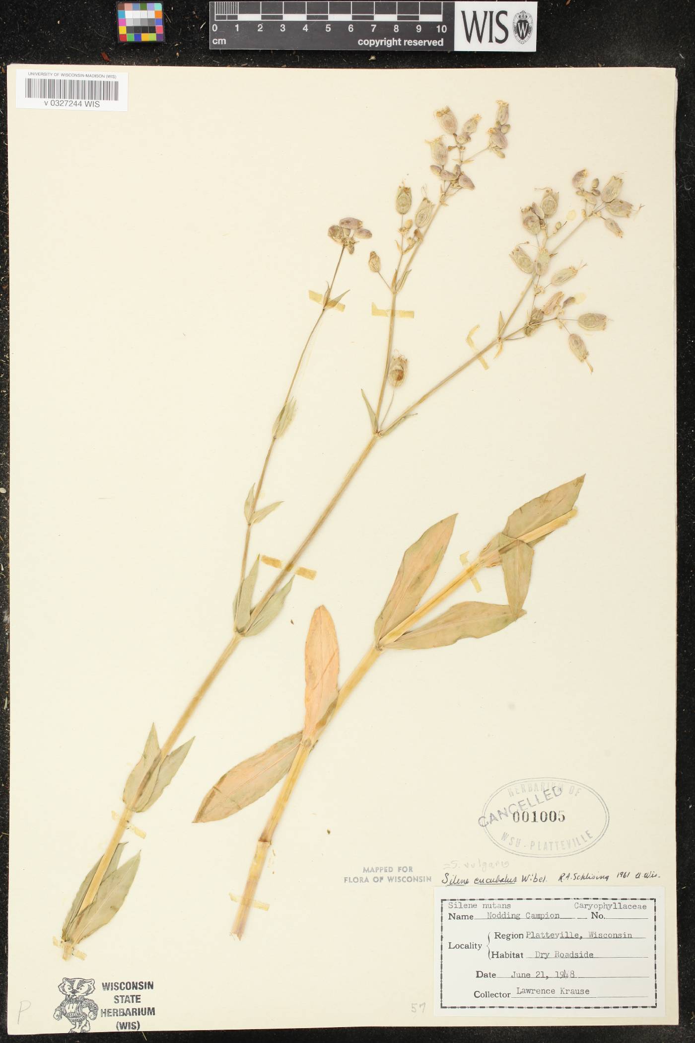 Silene vulgaris image