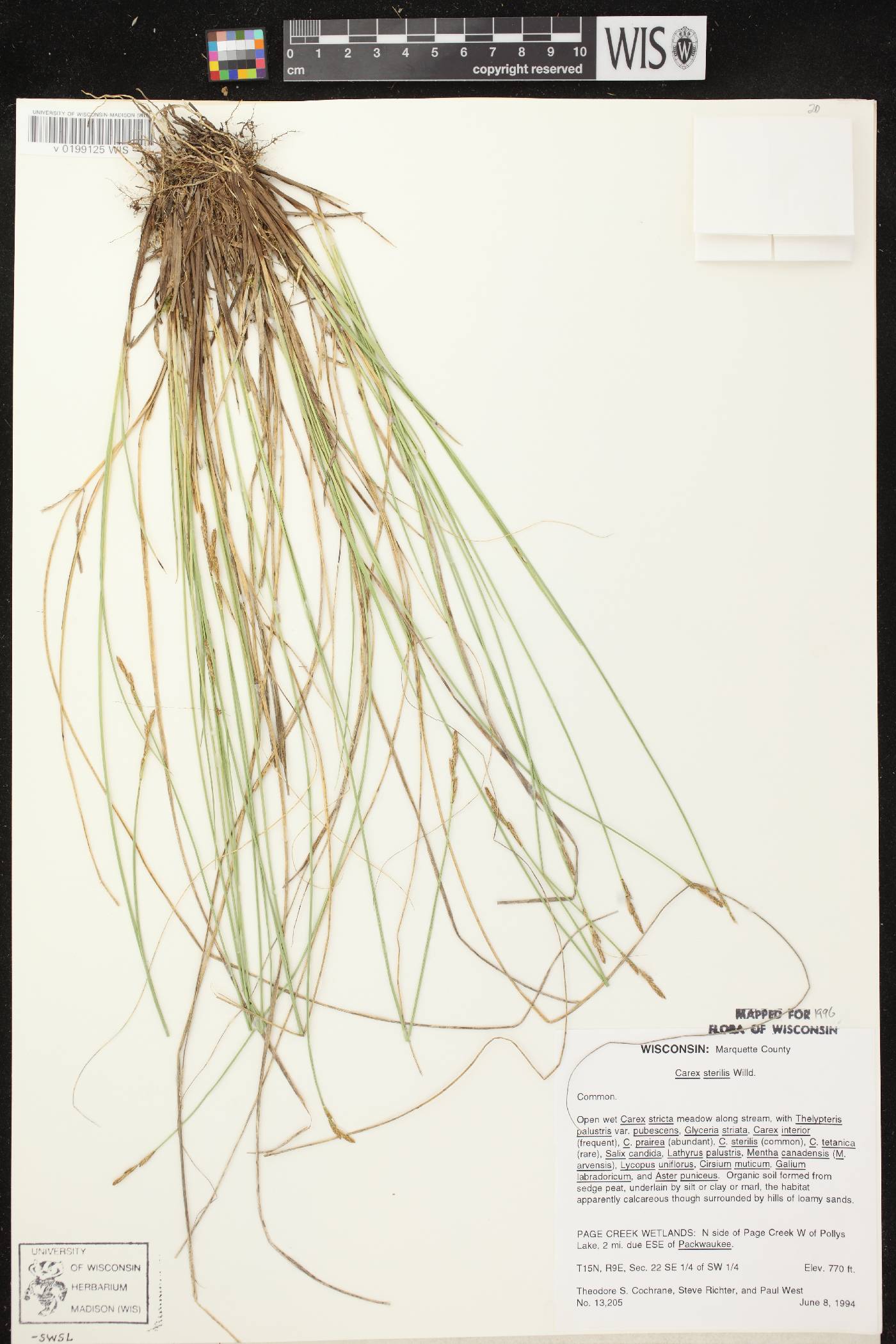 Carex sterilis image