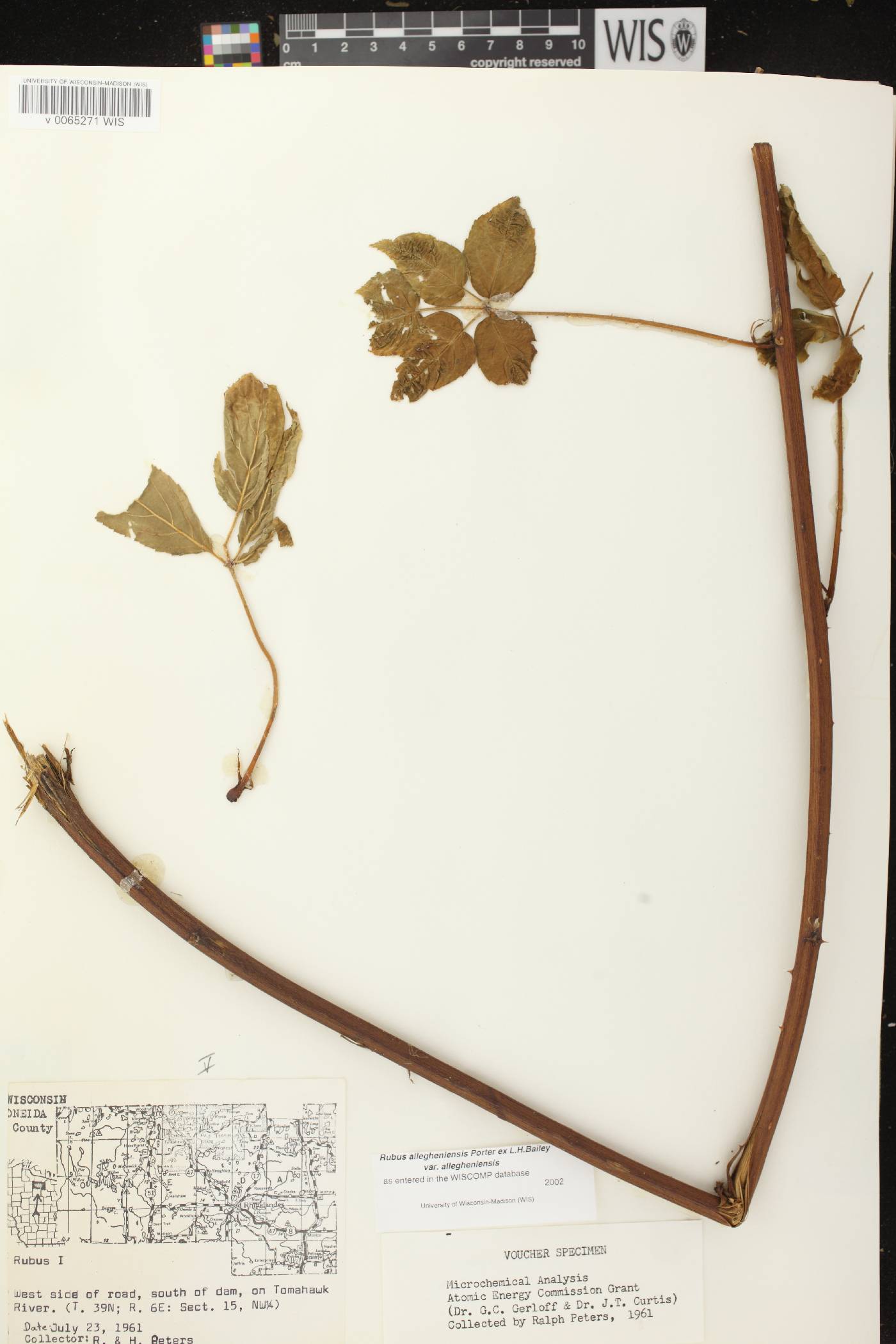 Rubus allegheniensis image