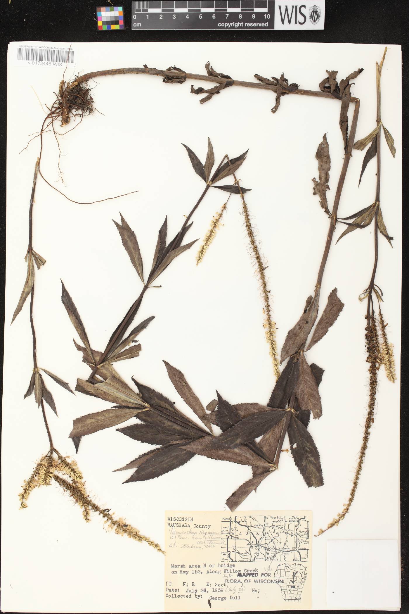Veronicastrum virginicum image
