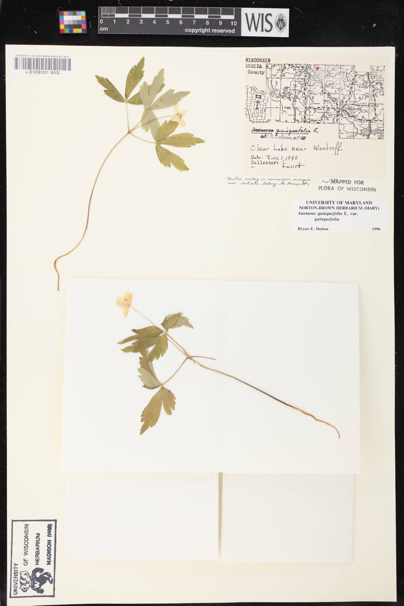 Anemone quinquefolia image