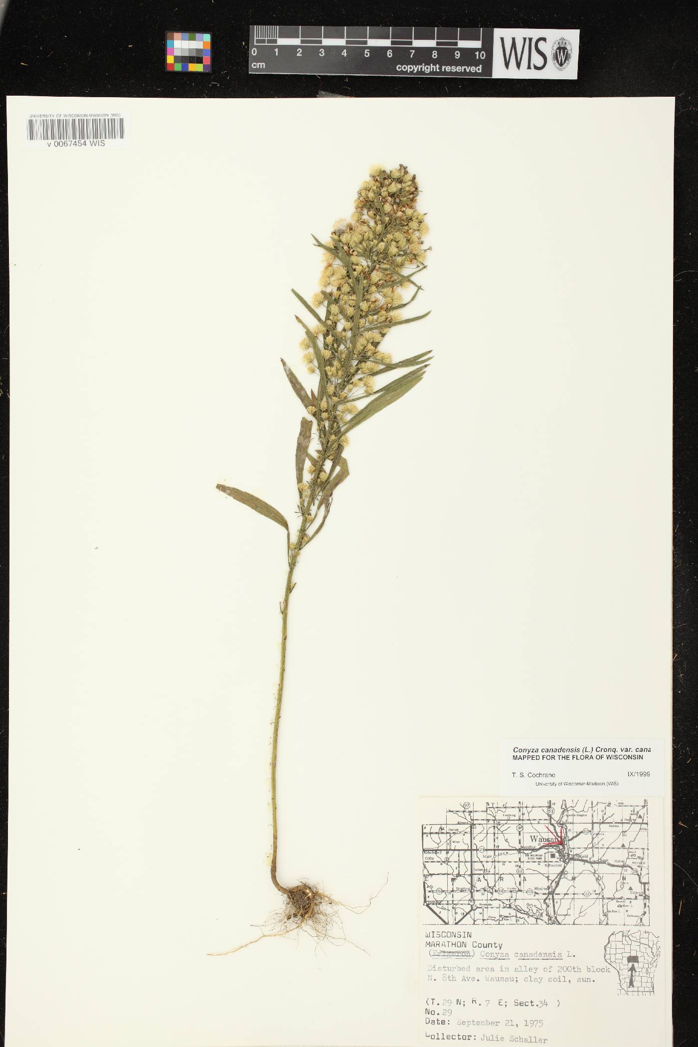Conyza canadensis image