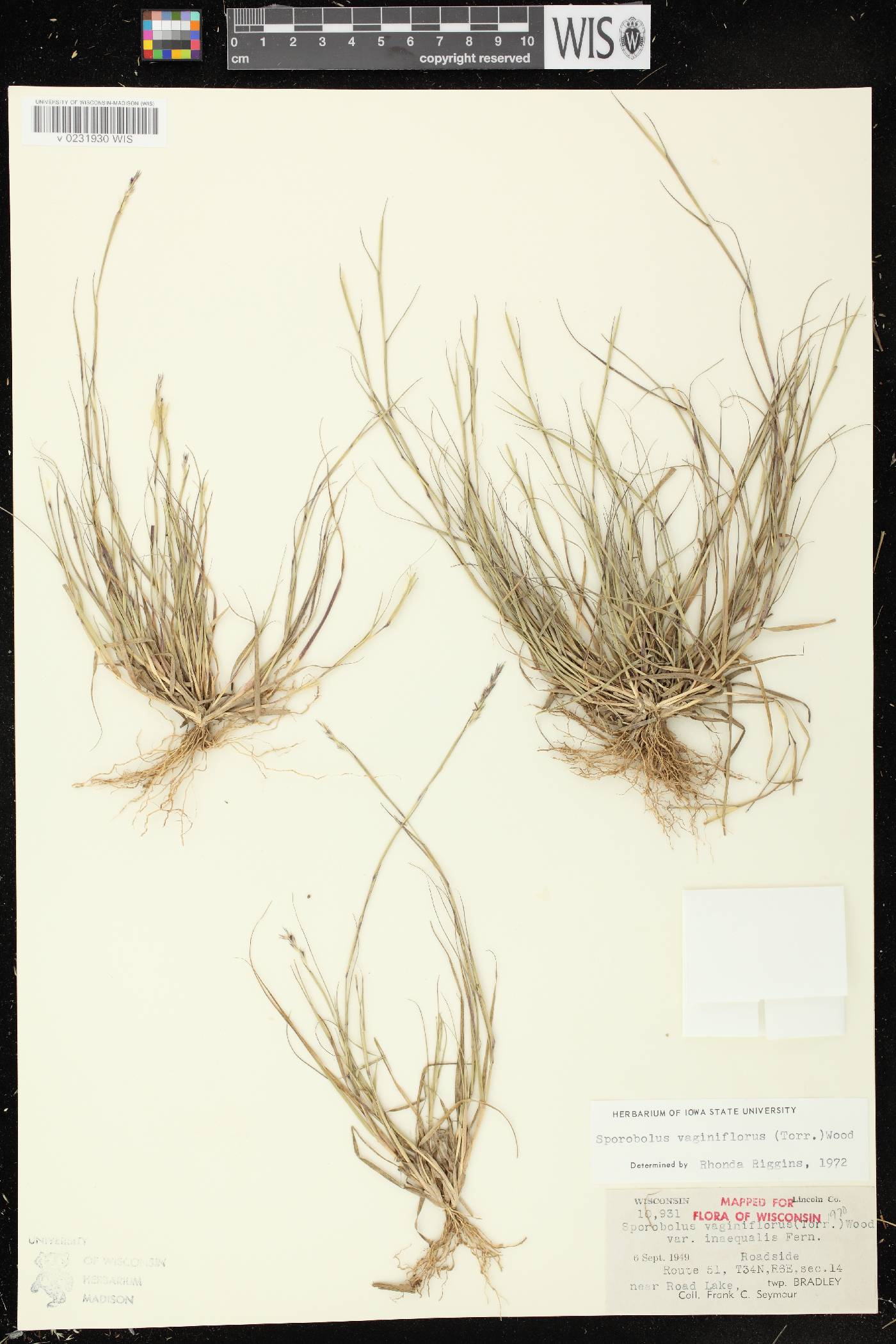 Sporobolus vaginiflorus var. vaginiflorus image