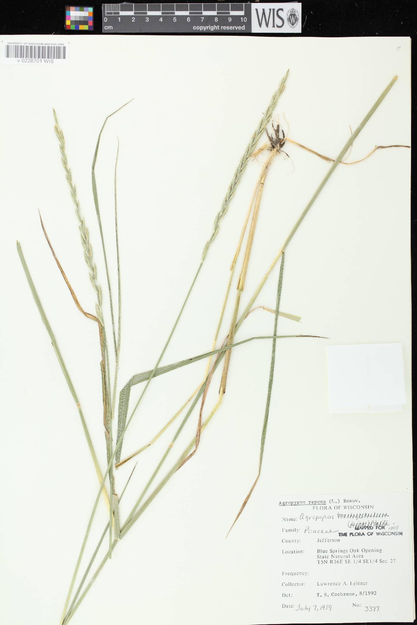 Elymus repens image