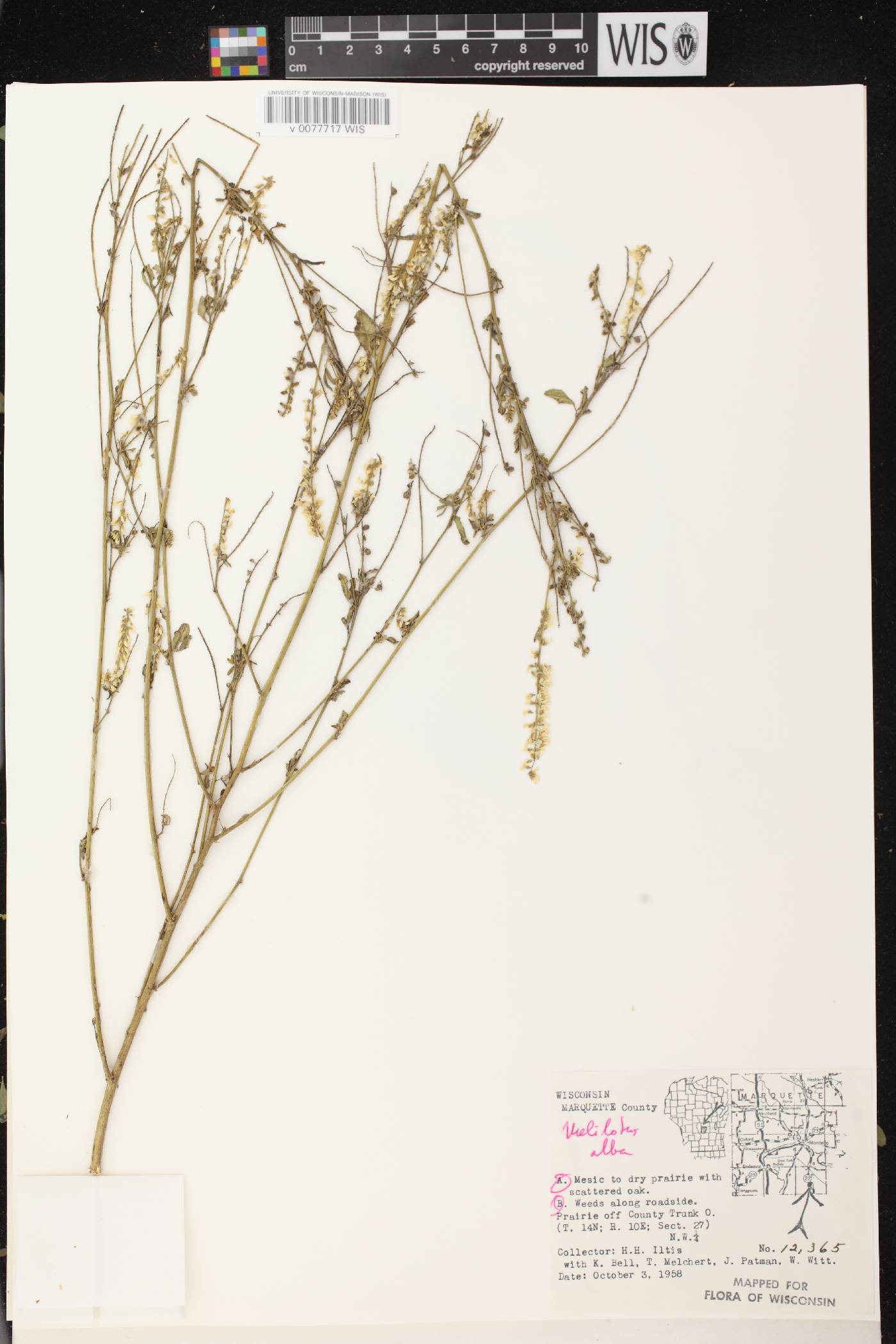 Melilotus albus image