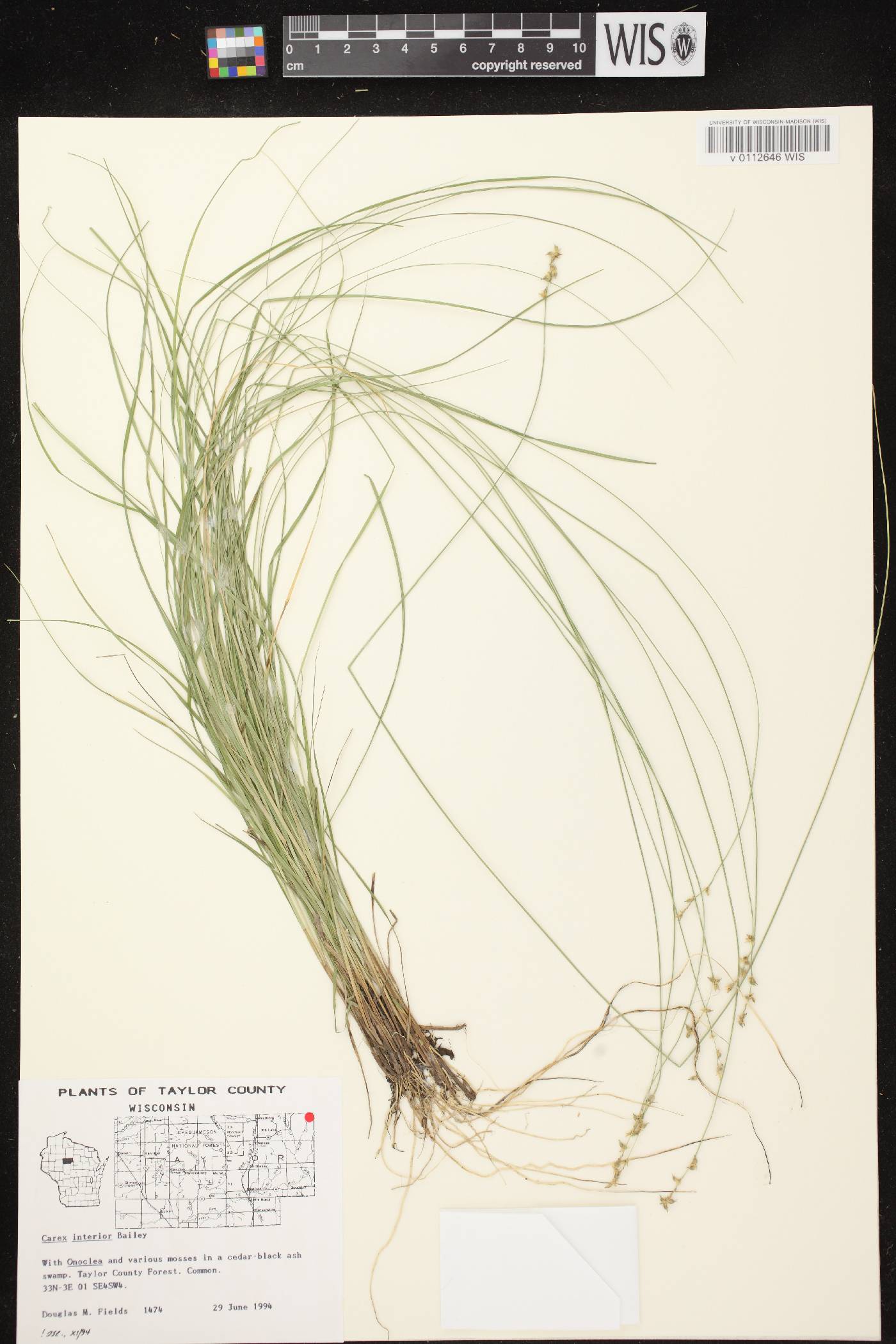 Carex interior image