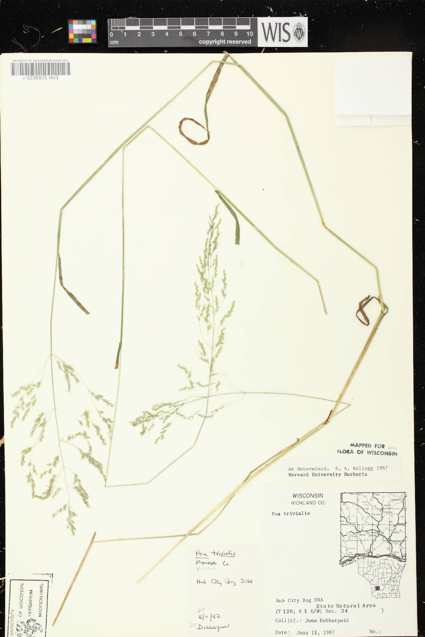 Poa trivialis image