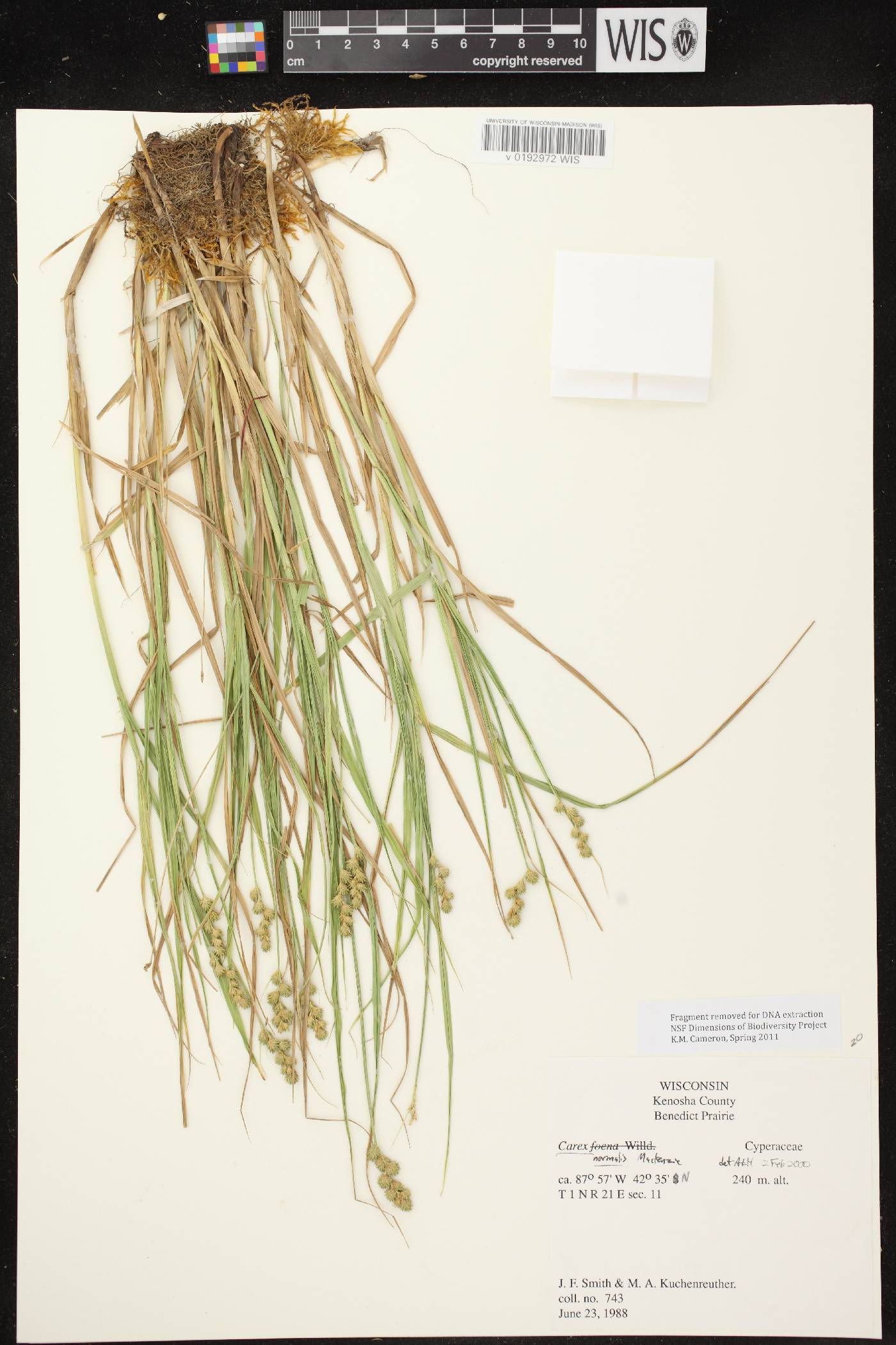 Carex normalis image