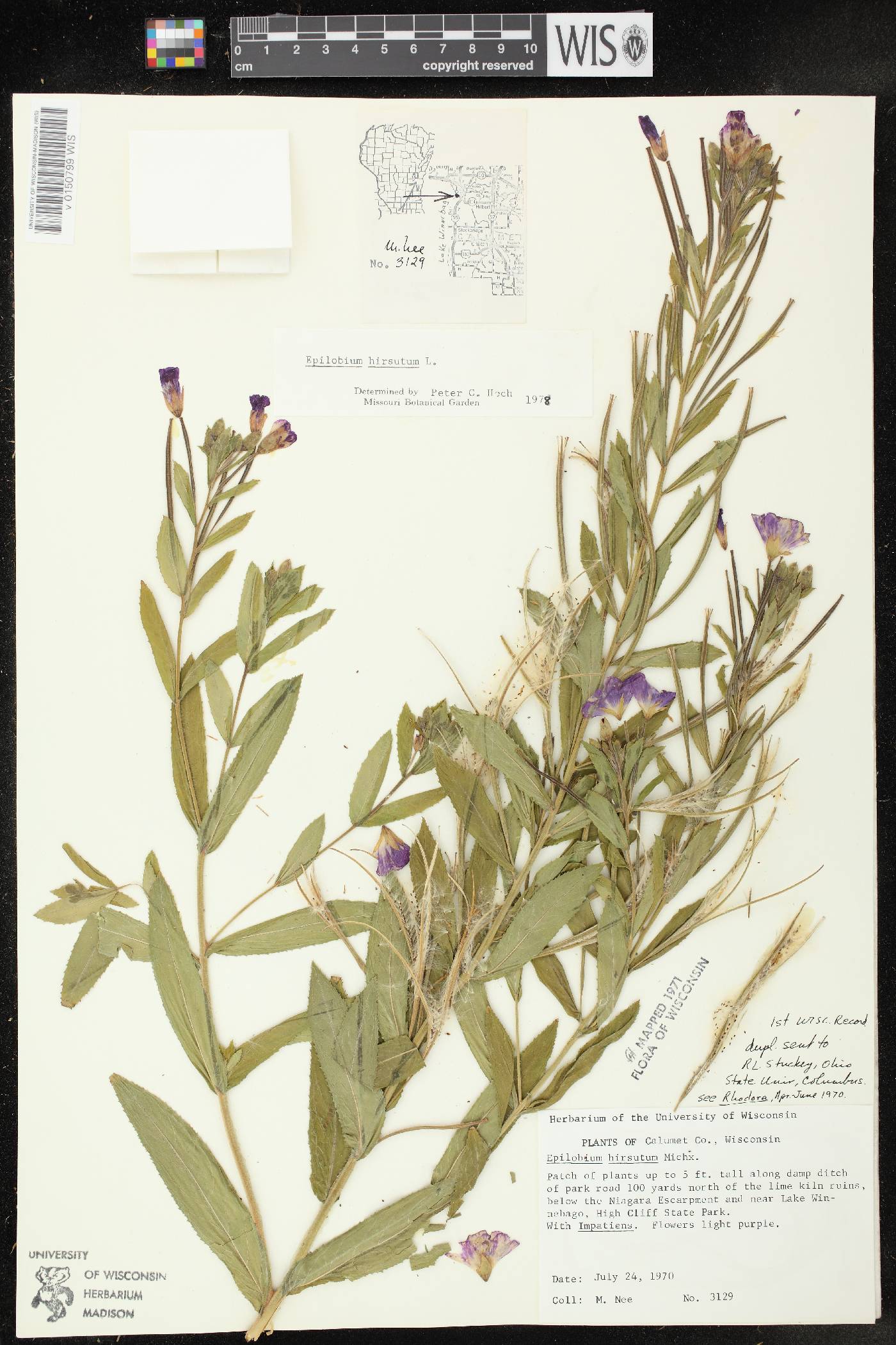 Epilobium hirsutum image