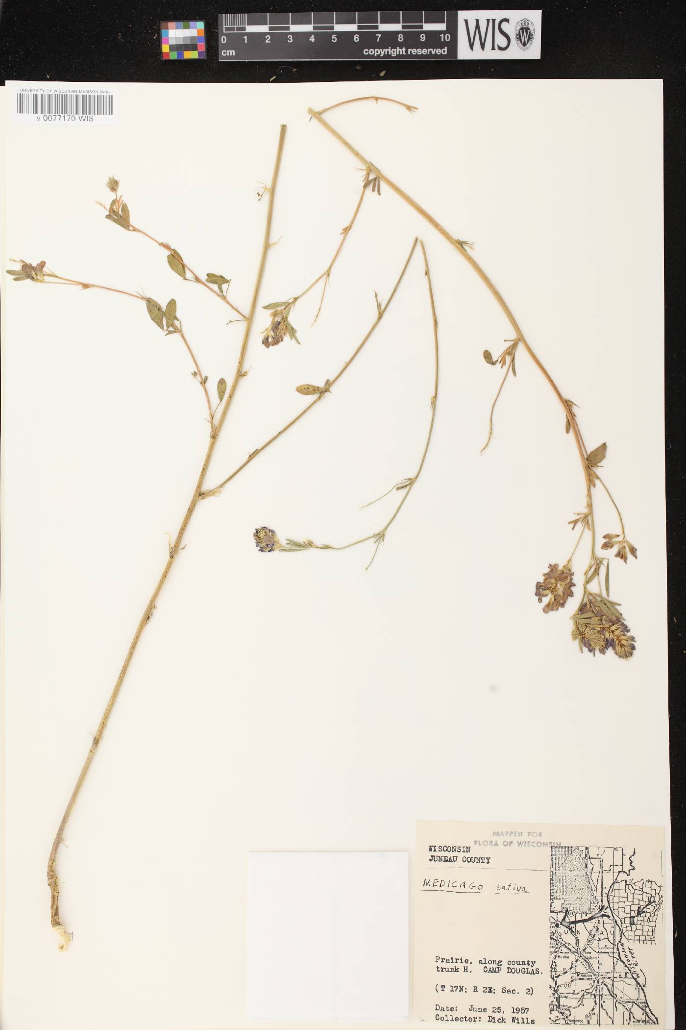 Medicago sativa subsp. sativa image