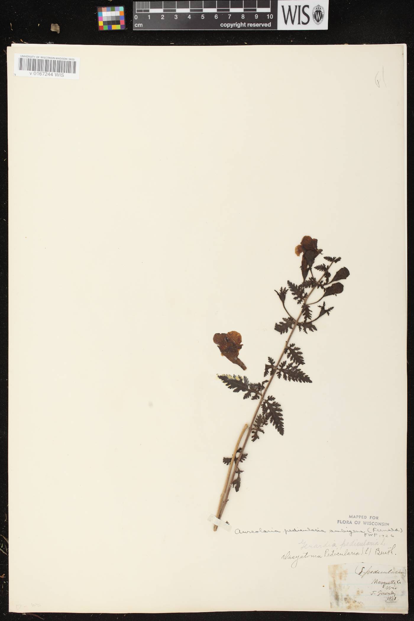 Aureolaria pedicularia image