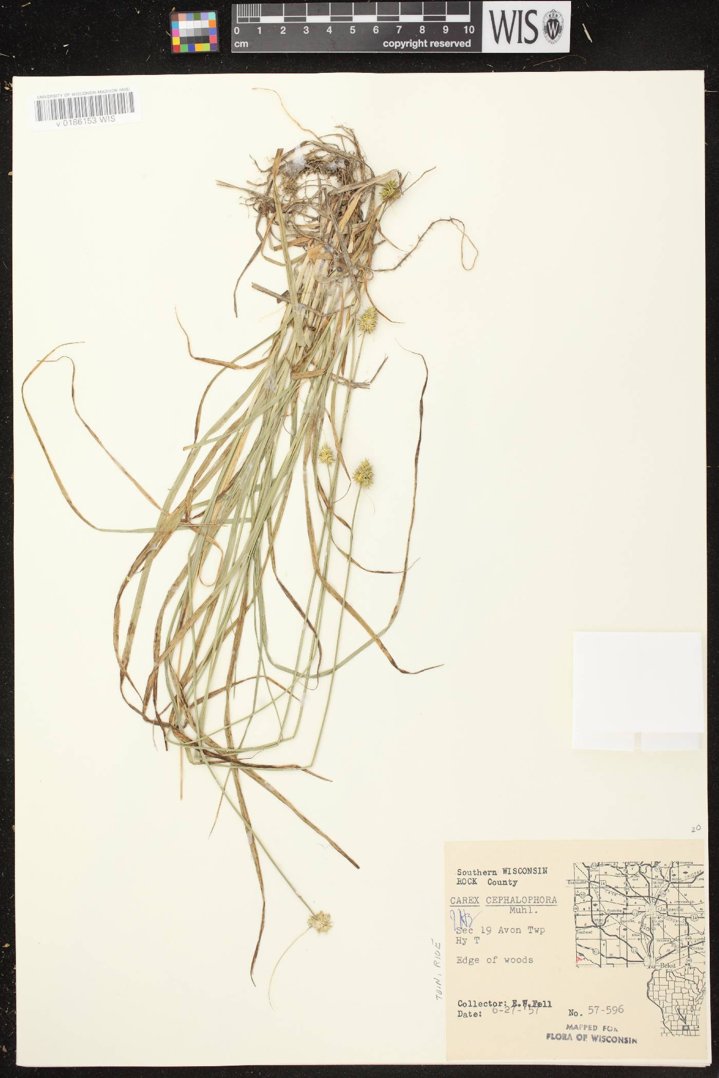 Carex cephalophora image