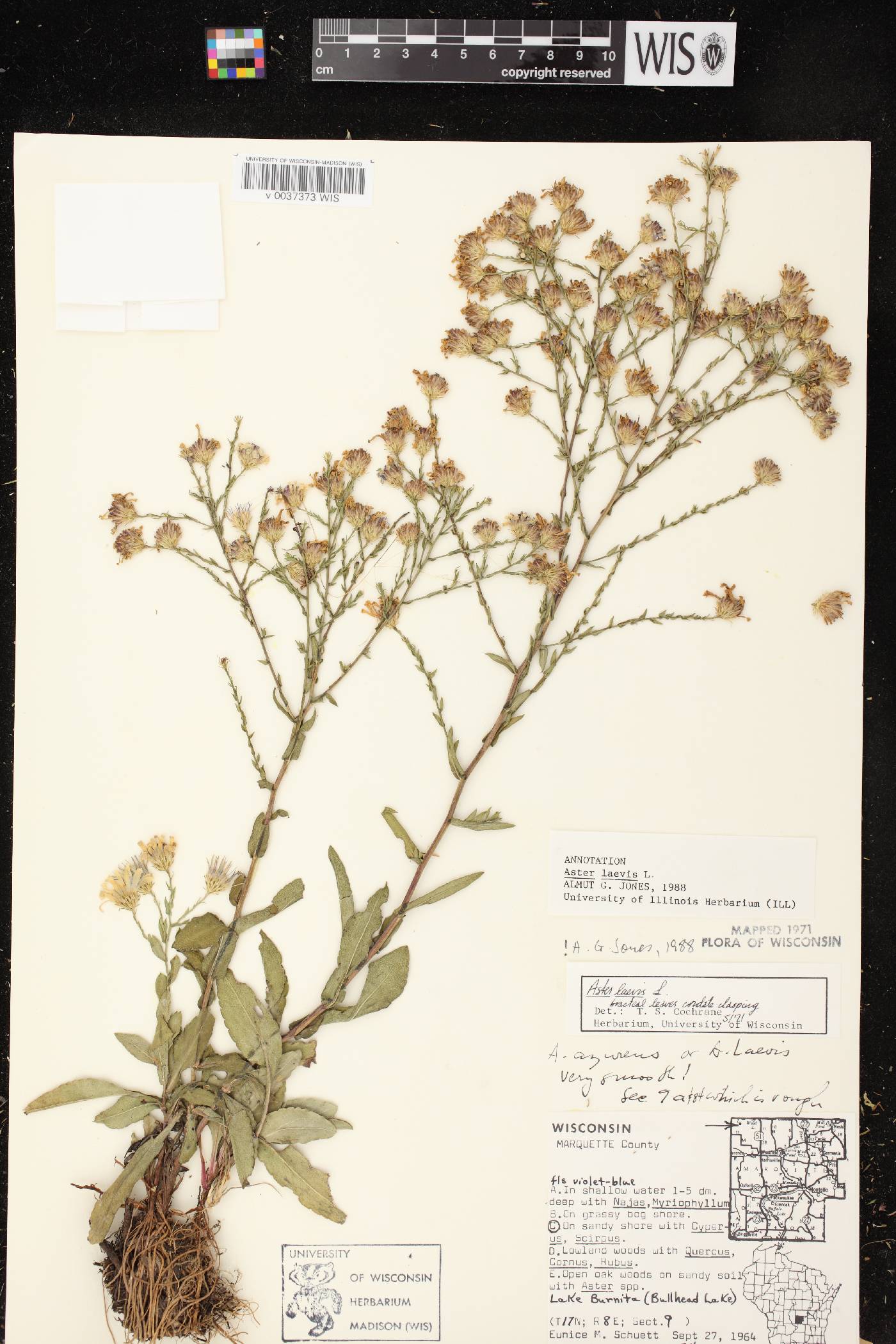 Symphyotrichum laeve image